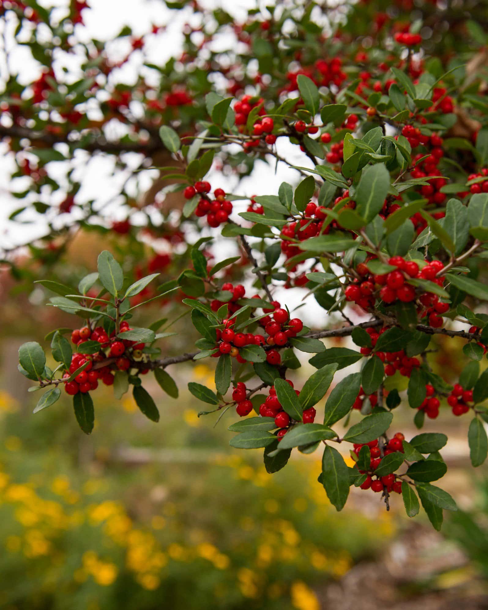 Yaupon Holly - Image 4