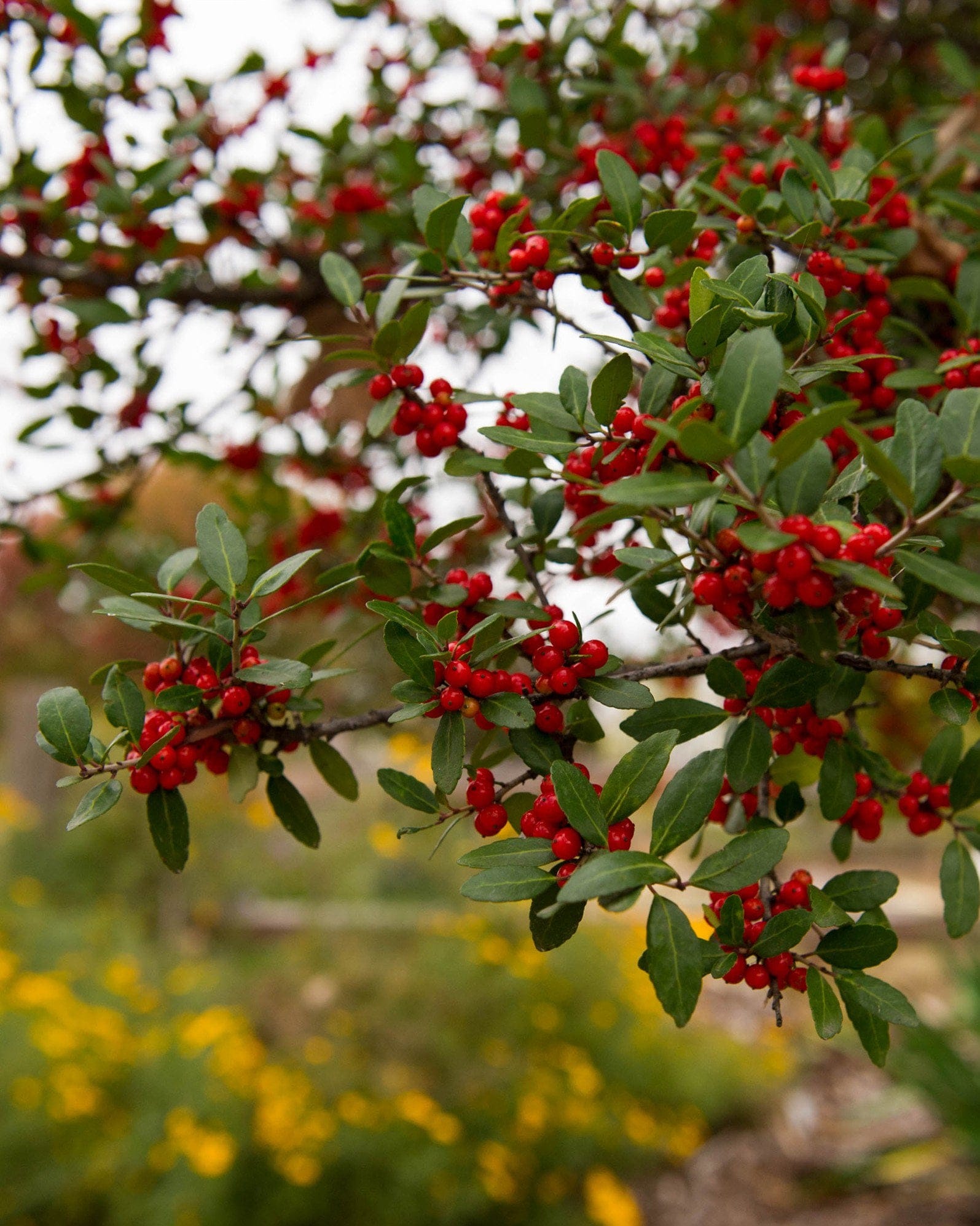 Yaupon Holly - view 5