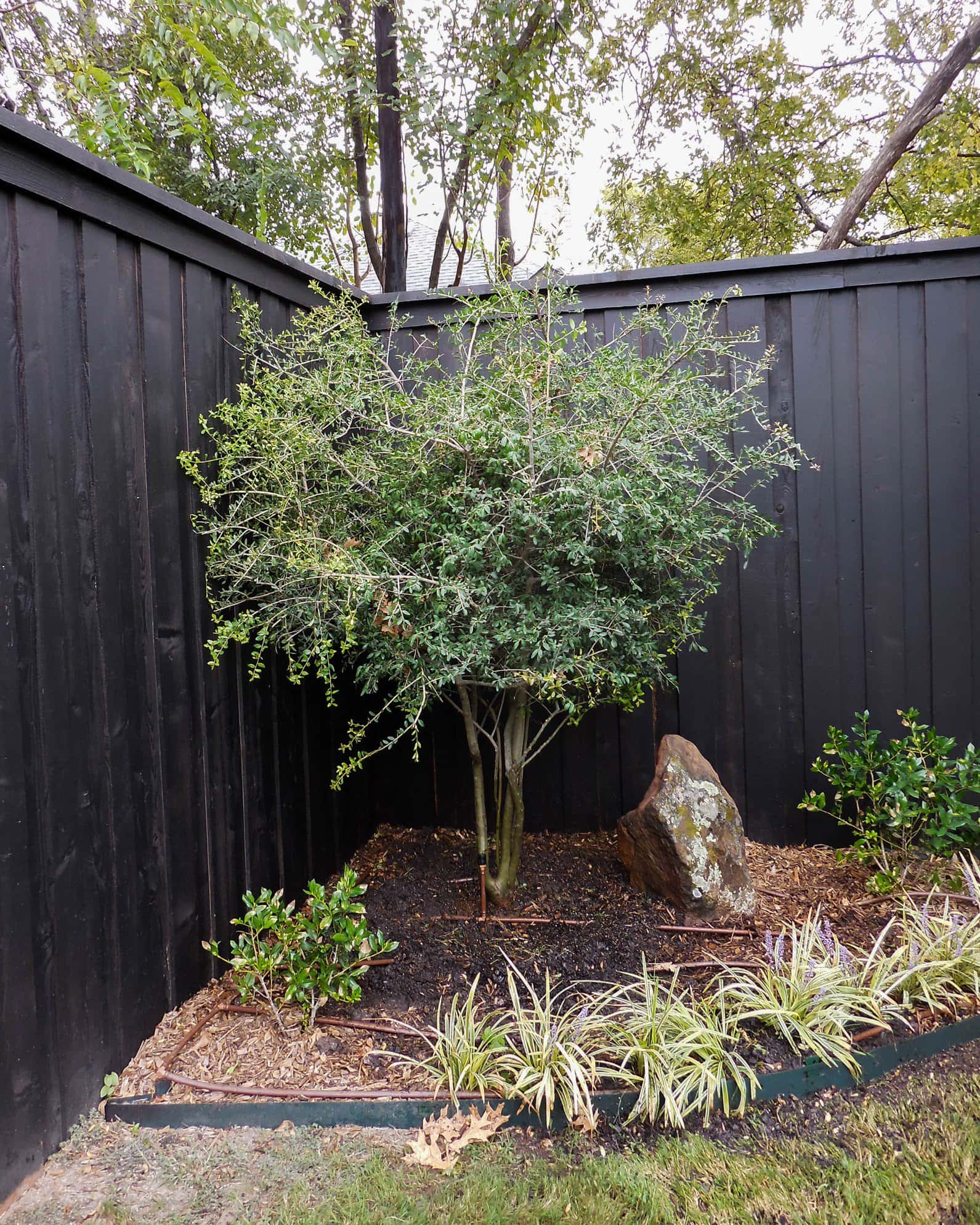 Yaupon Holly - Image 7