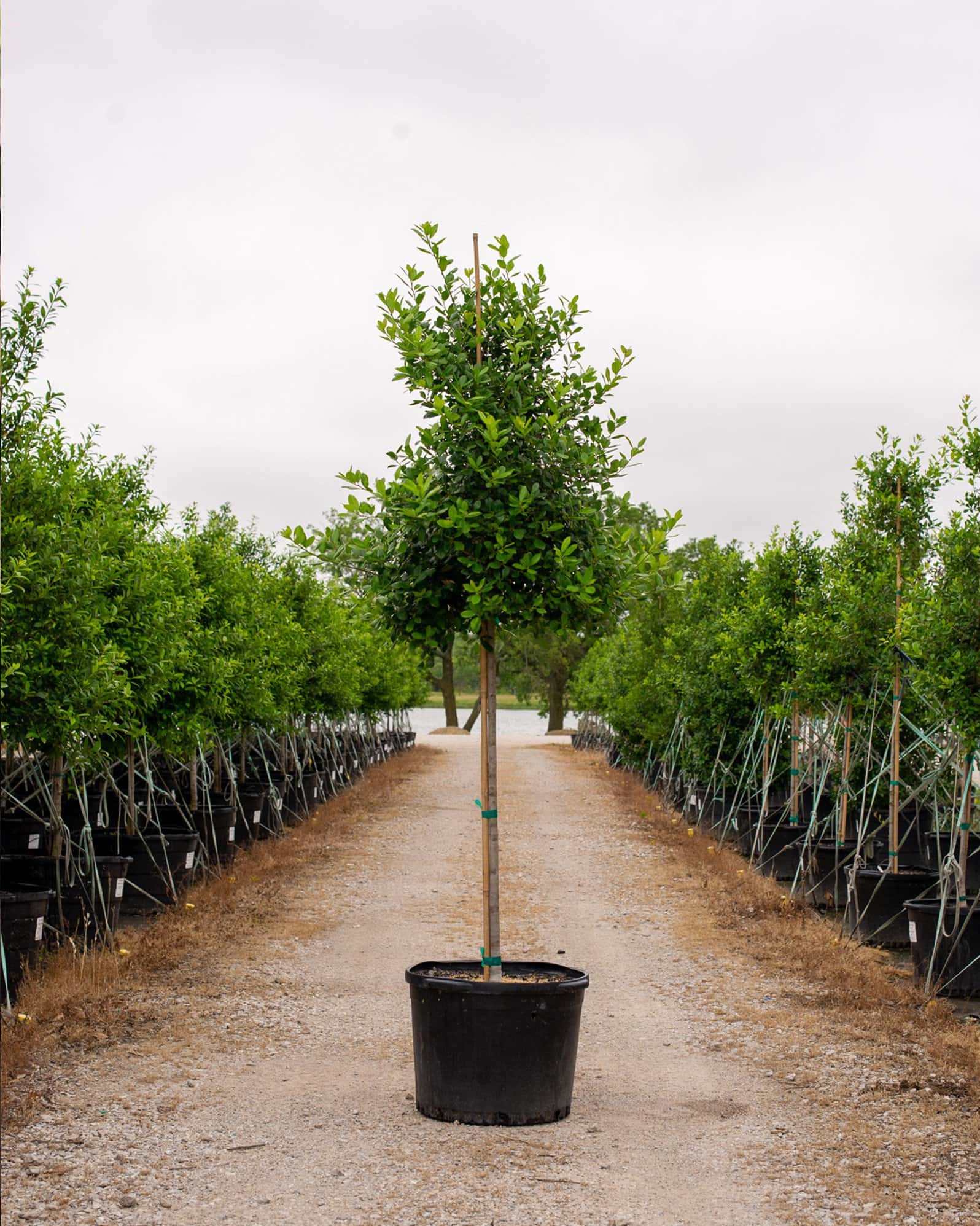 East Palatka Holly Tree Form - Main Image