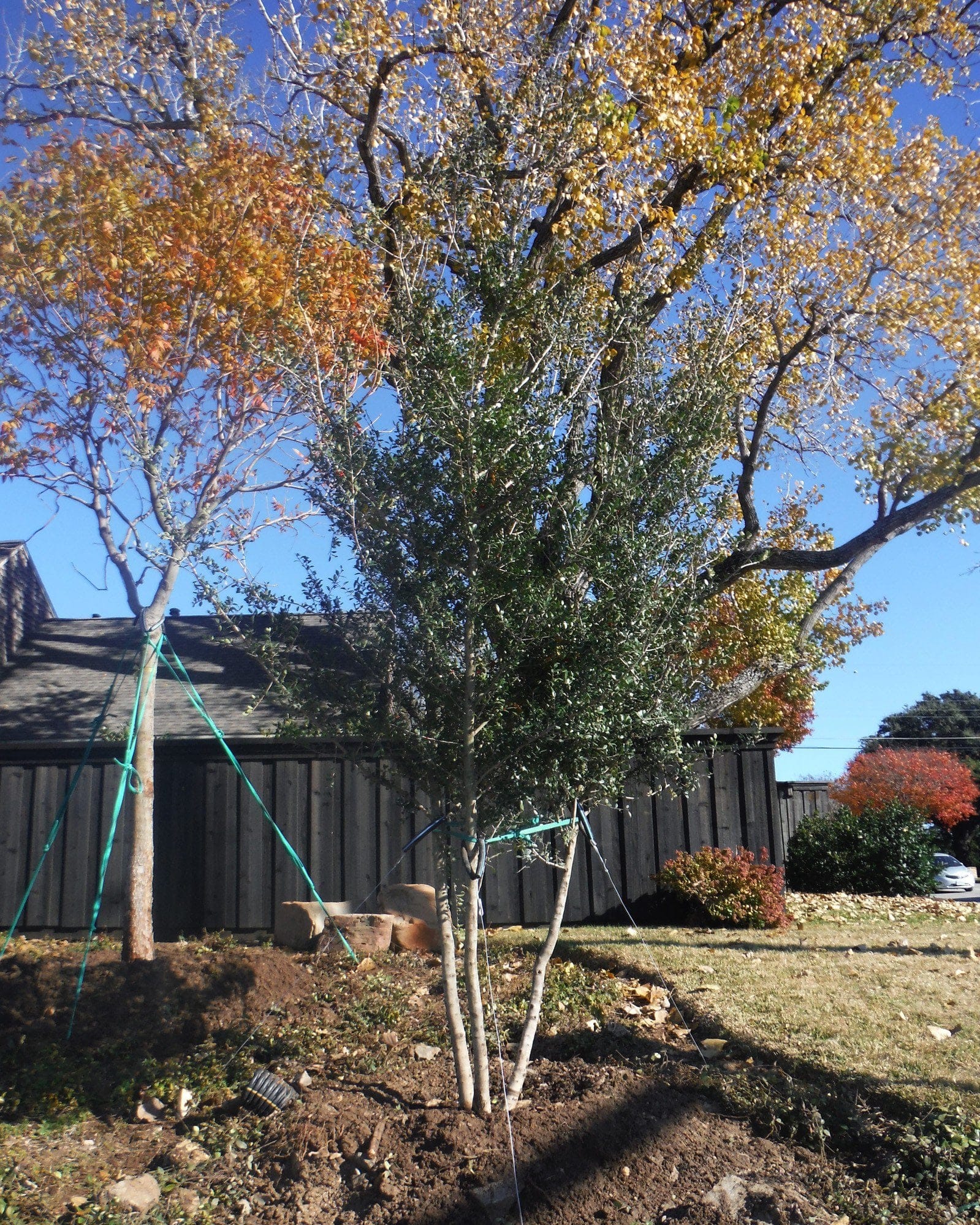Yaupon Holly Kathy Ann - view 2