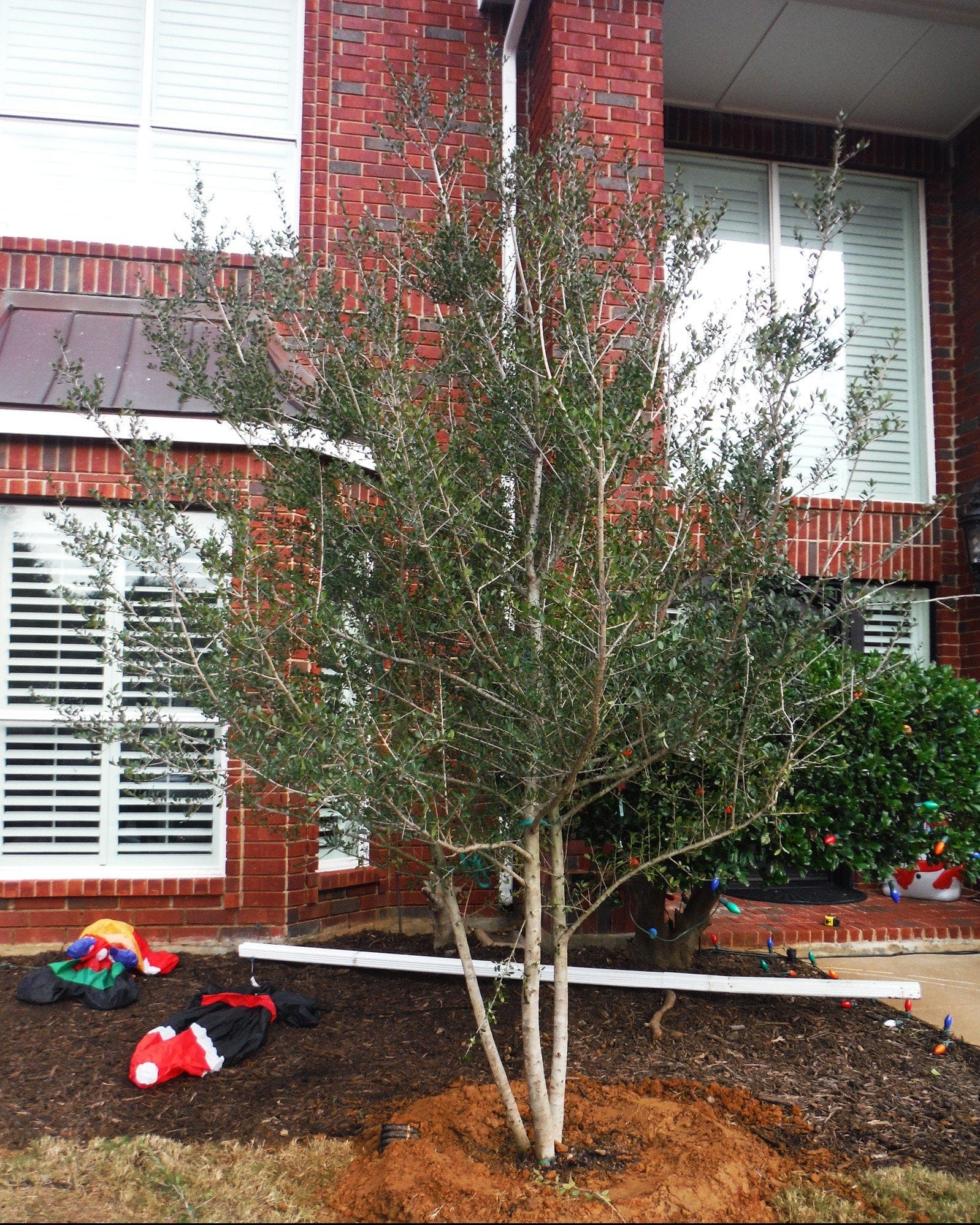 Yaupon Holly Kathy Ann - view 3