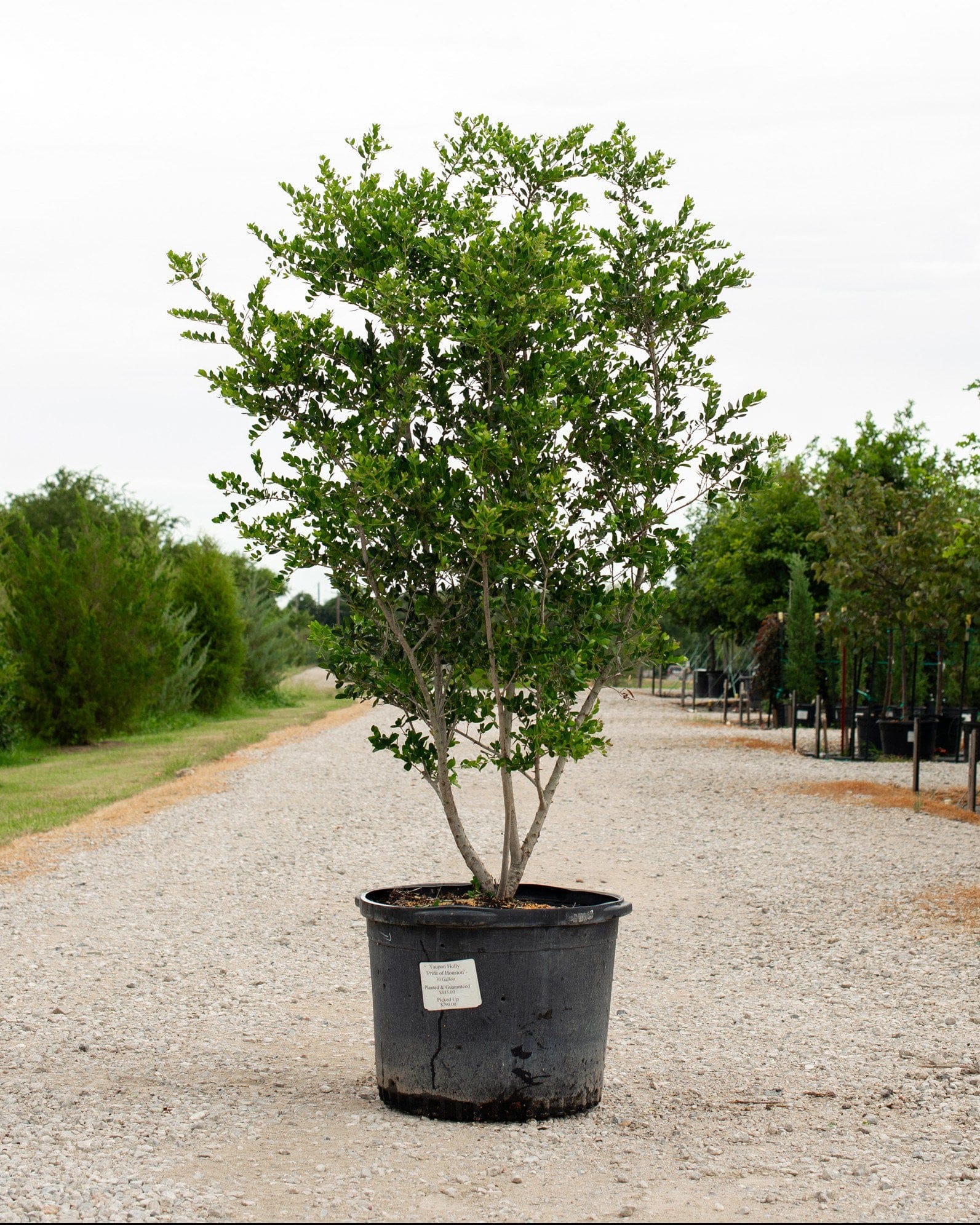 Yaupon Holly Pride of Houston
