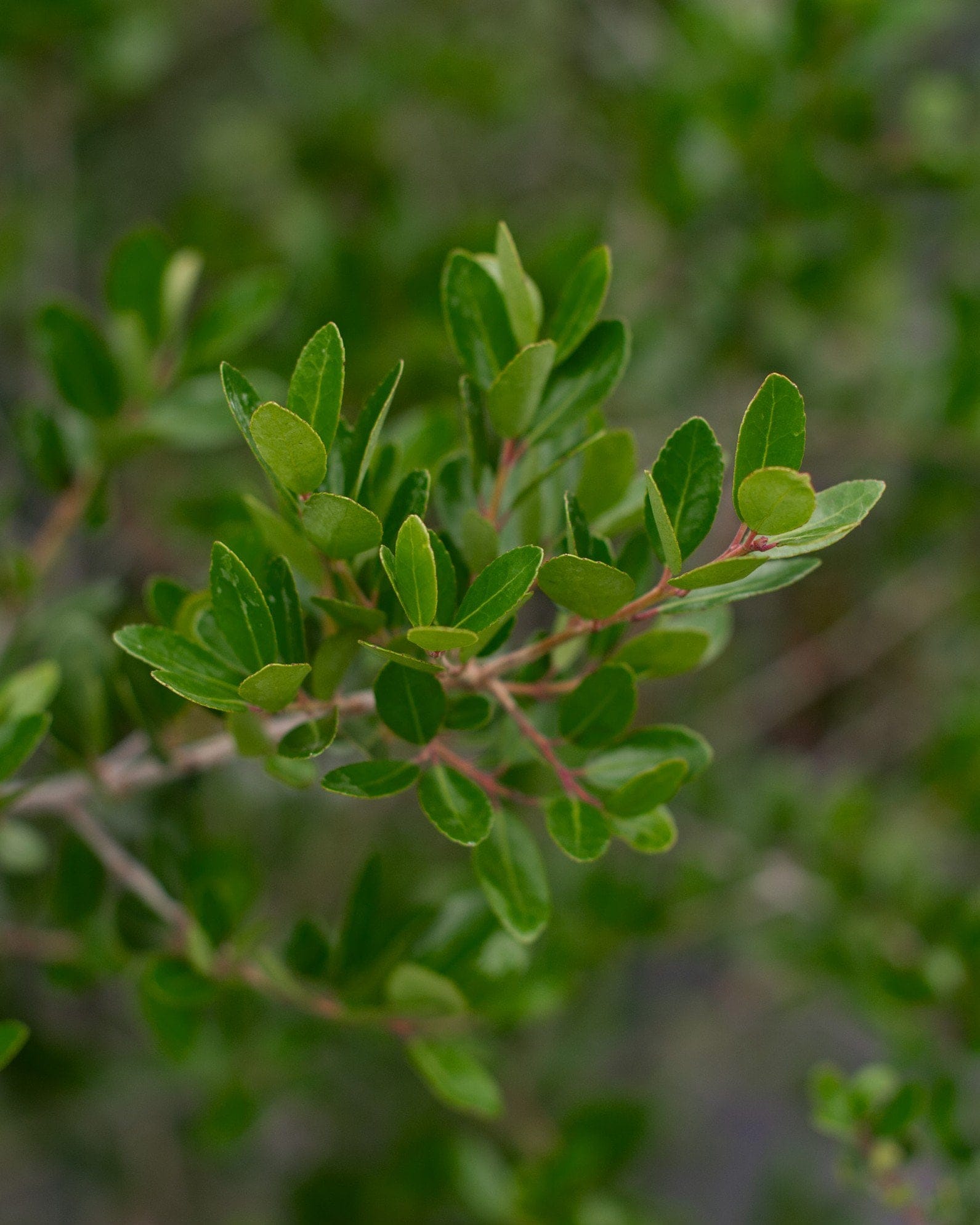 Yaupon Holly Pride of Houston - view 2
