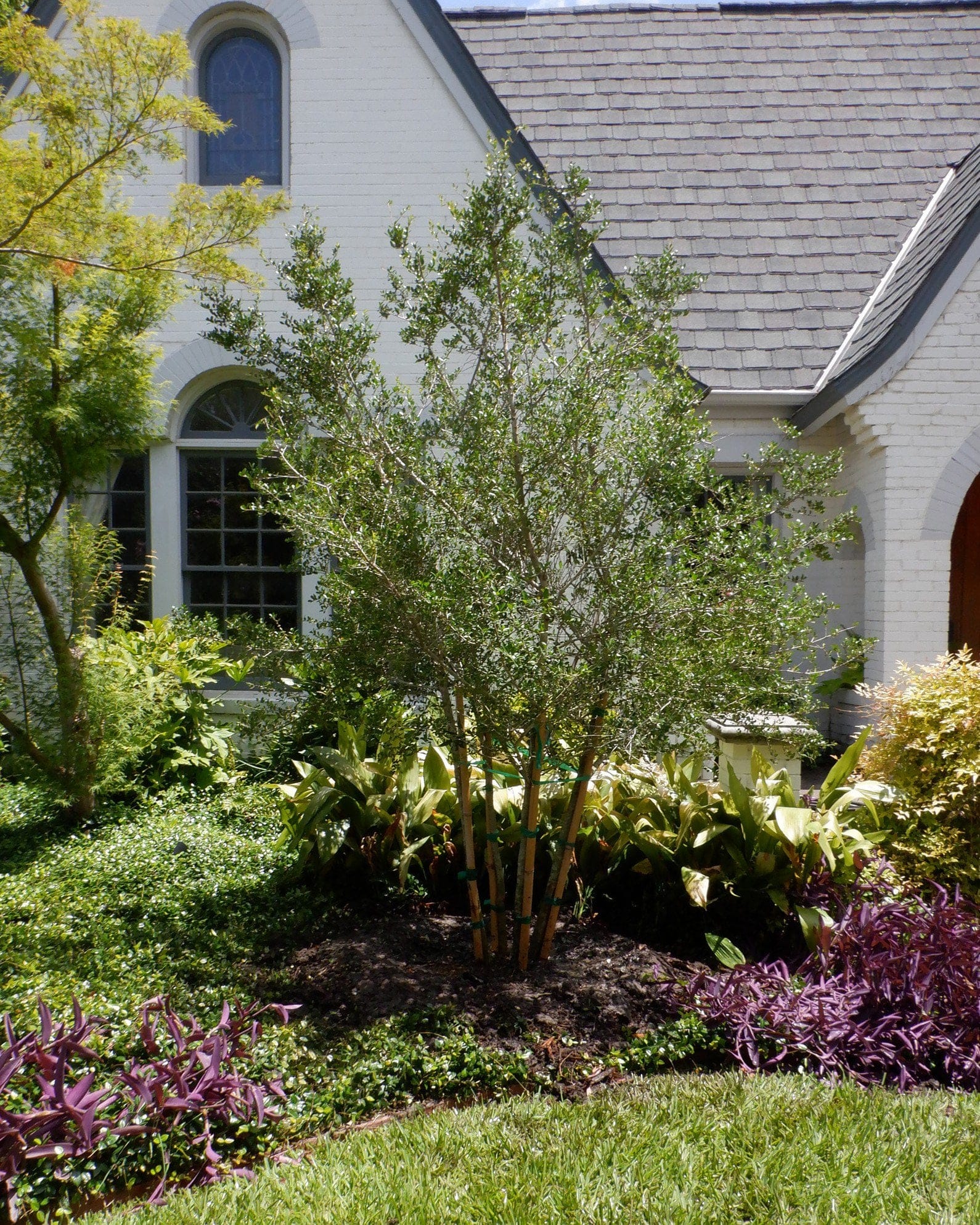 Yaupon Holly Pride of Houston - view 3