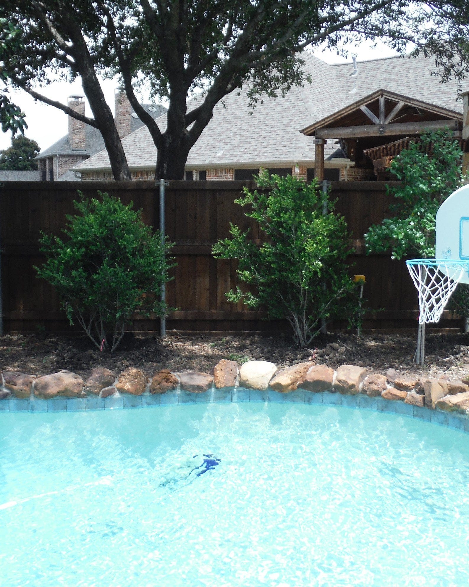 Yaupon Holly Pride of Houston - view 4