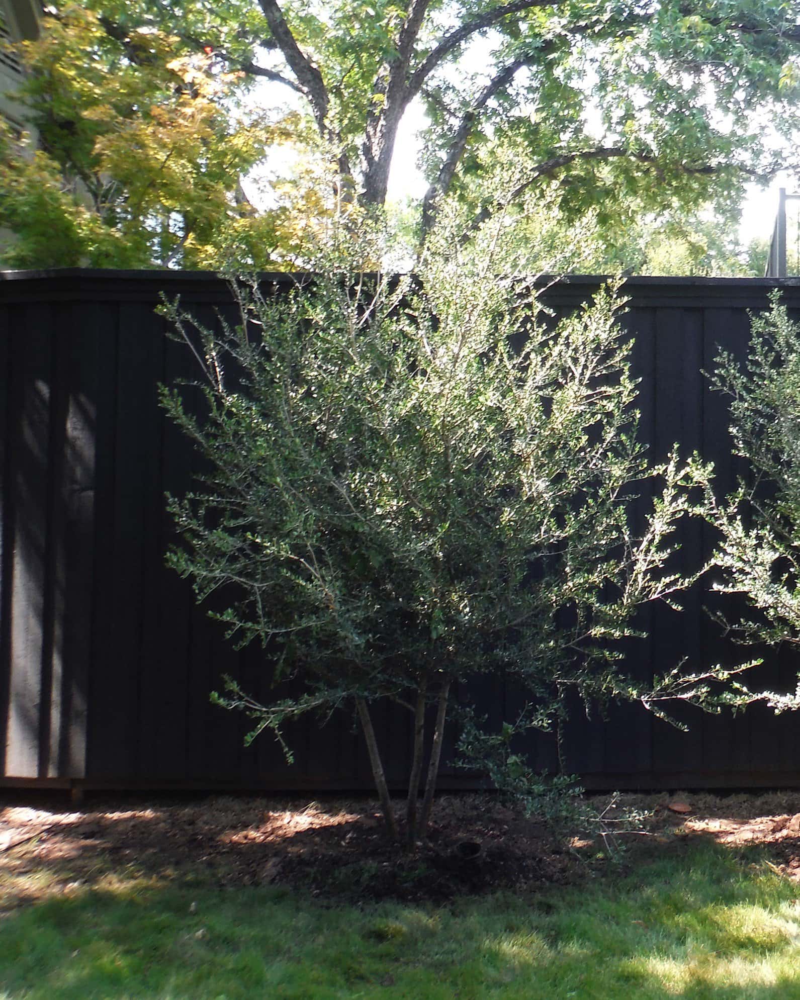 Yaupon Holly Pride of Houston - Image 4
