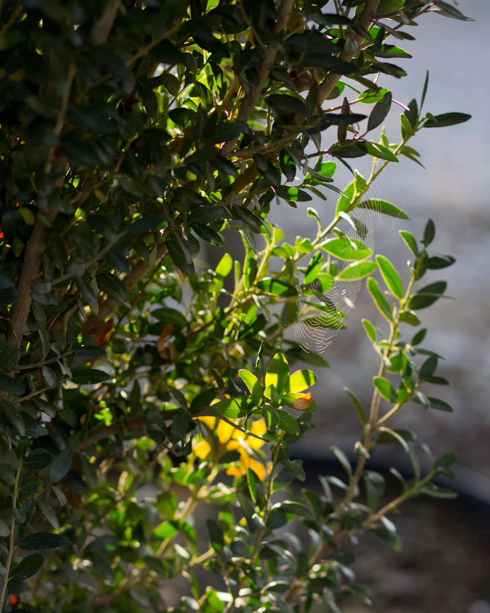 Yaupon Holly Scarlet's Peak - Image 1
