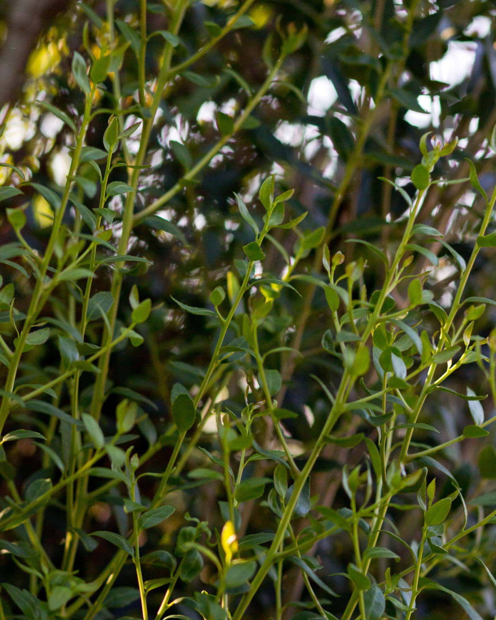 Yaupon Holly Scarlet's Peak - Image 2