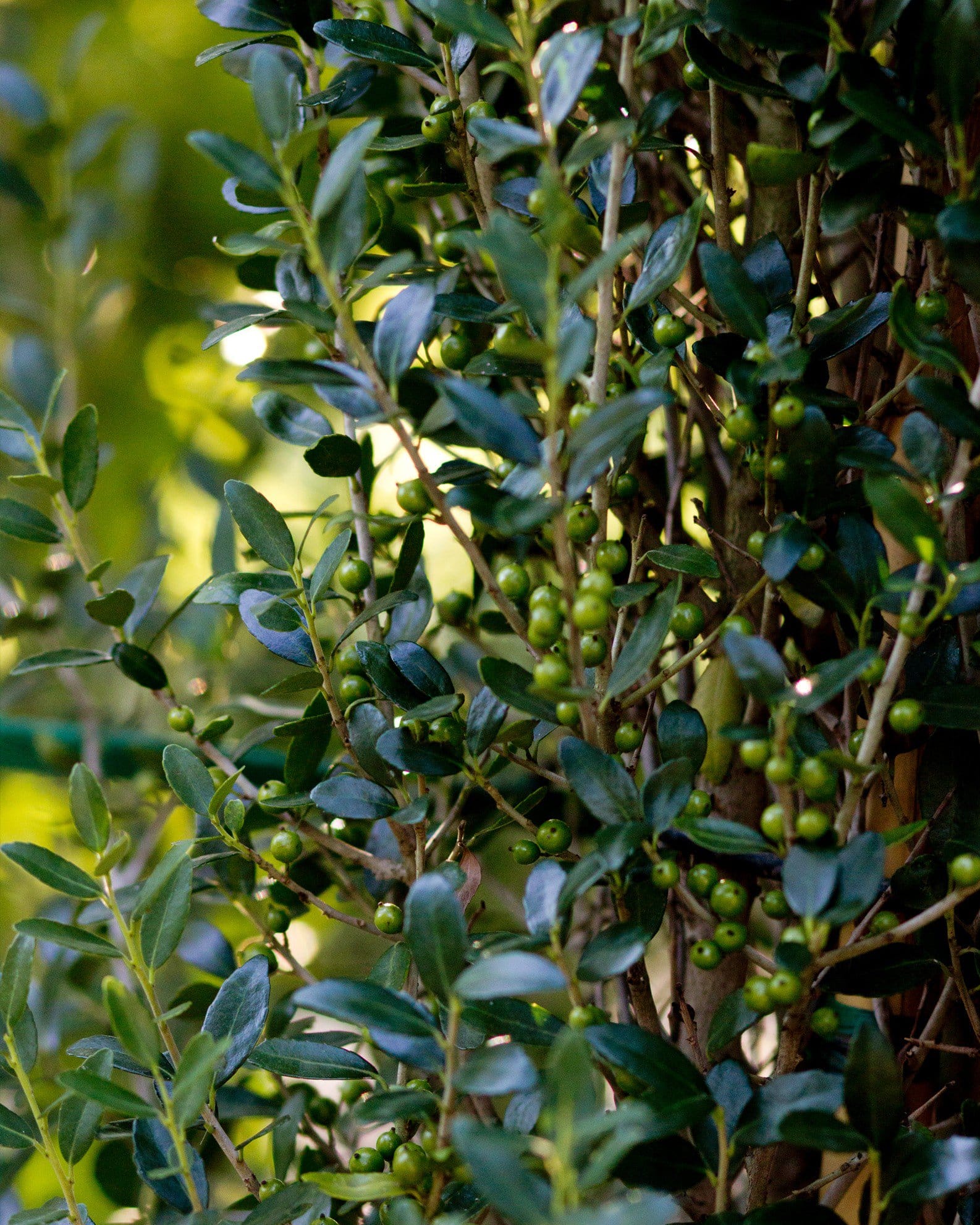 Yaupon Holly Scarlet's Peak - view 2