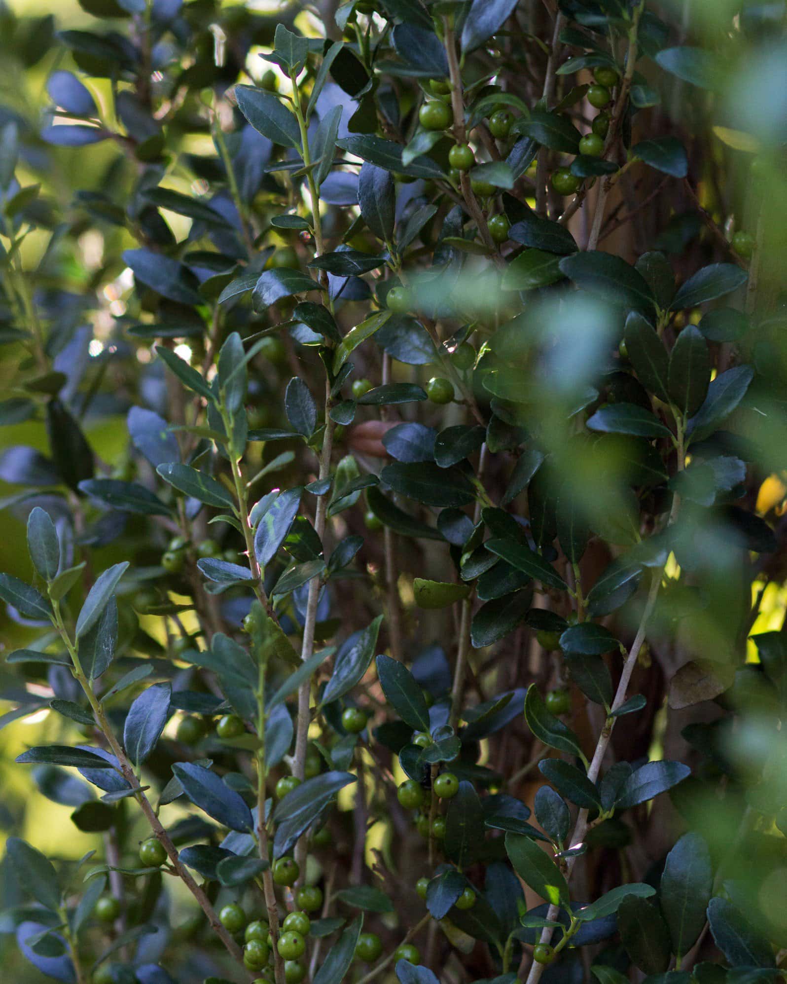 Yaupon Holly Scarlet's Peak - Image 4
