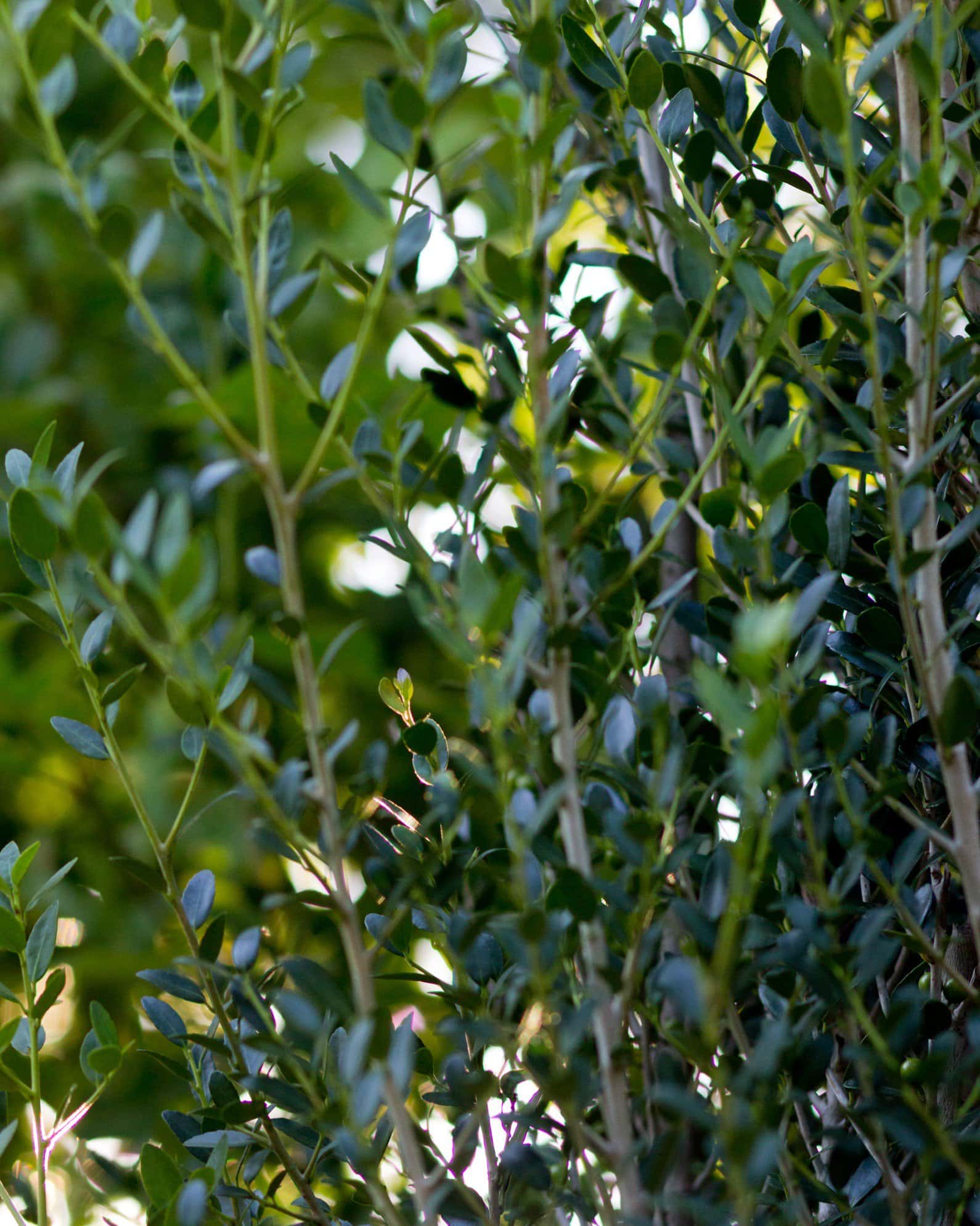 Yaupon Holly Scarlet's Peak - Image 5