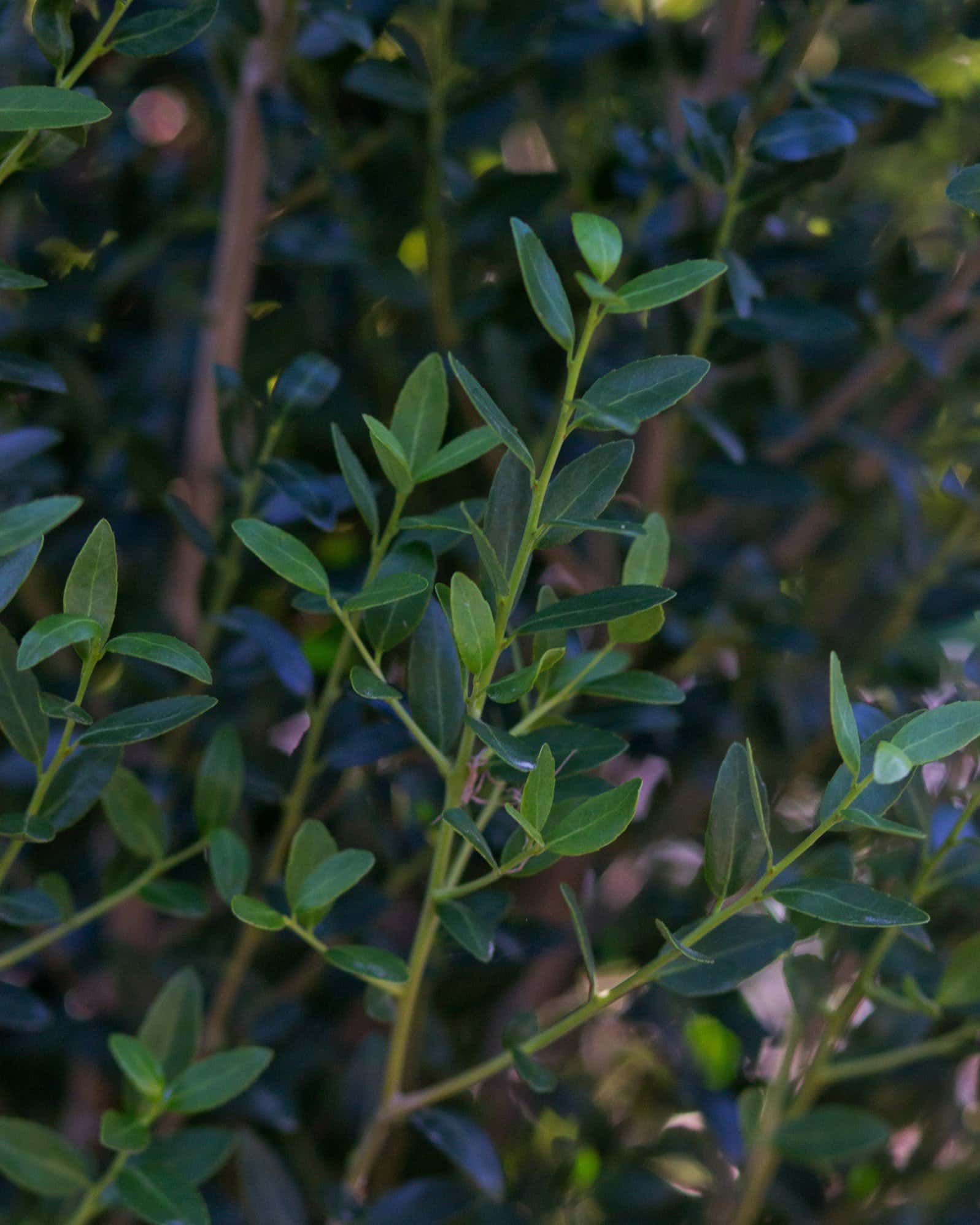 Yaupon Holly Scarlet's Peak - Image 6