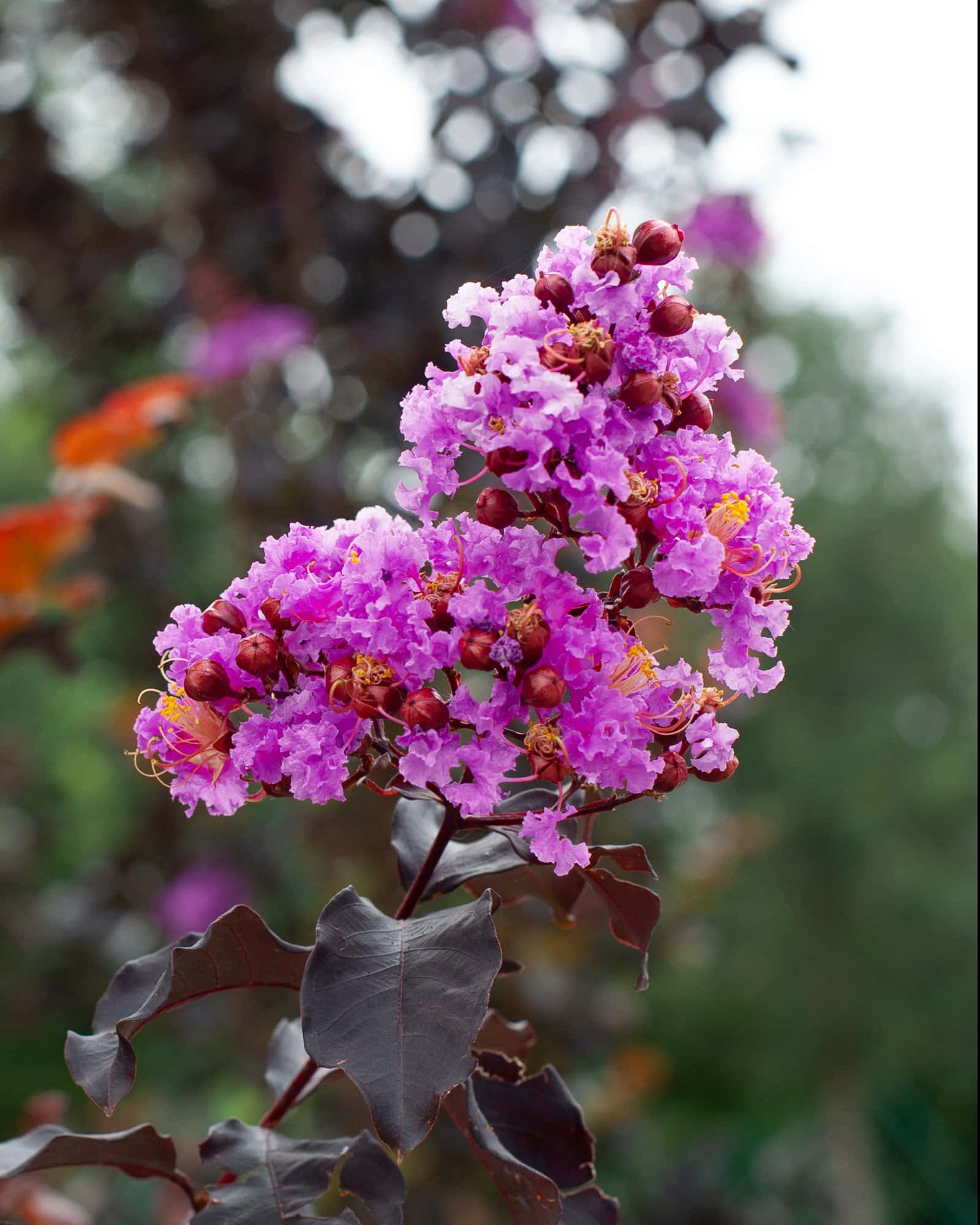 Lavender Skies Crape Myrtle - Main Image