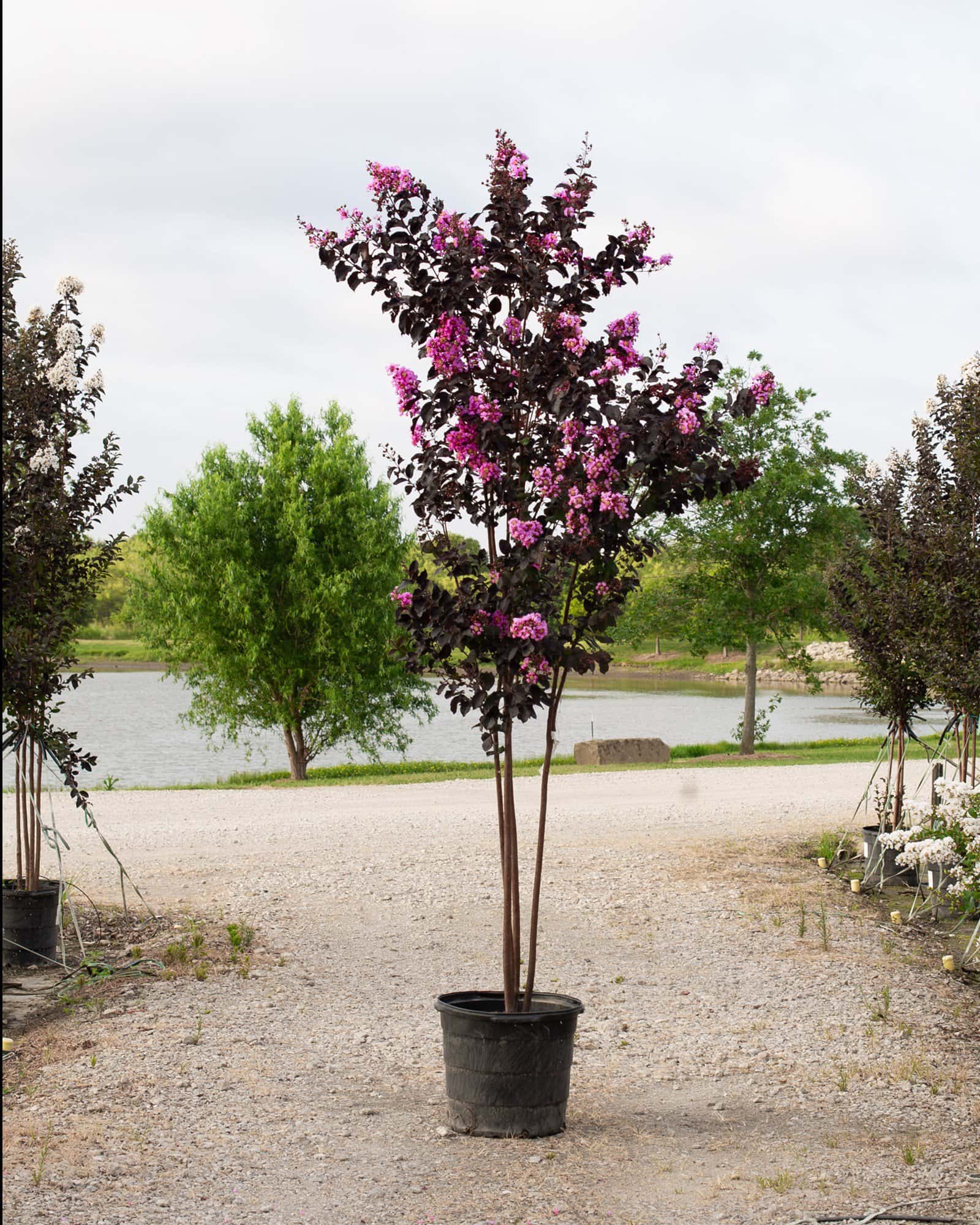 Lavender Skies Crape Myrtle - Image 7