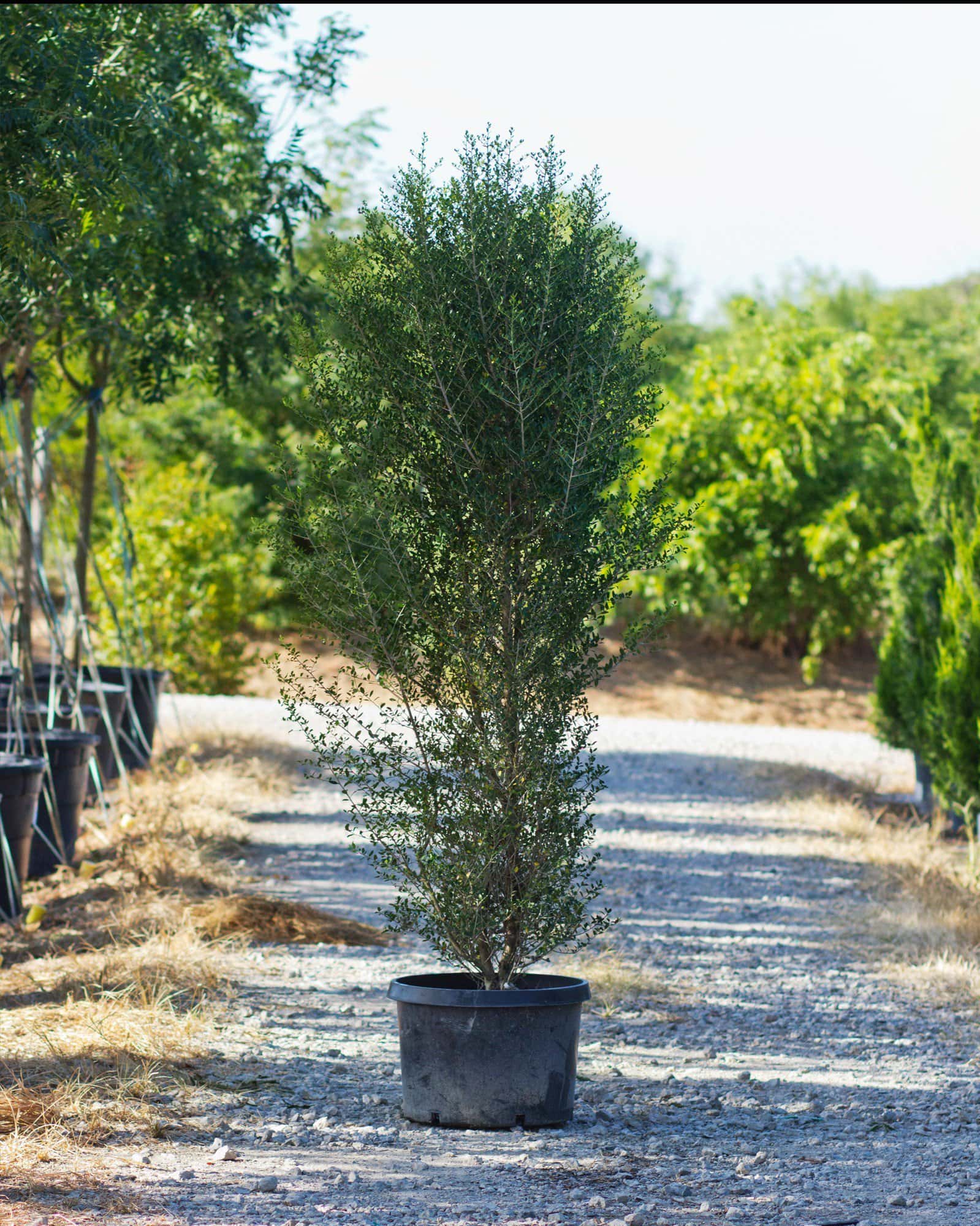 Yaupon Holly Skyward - Main Image