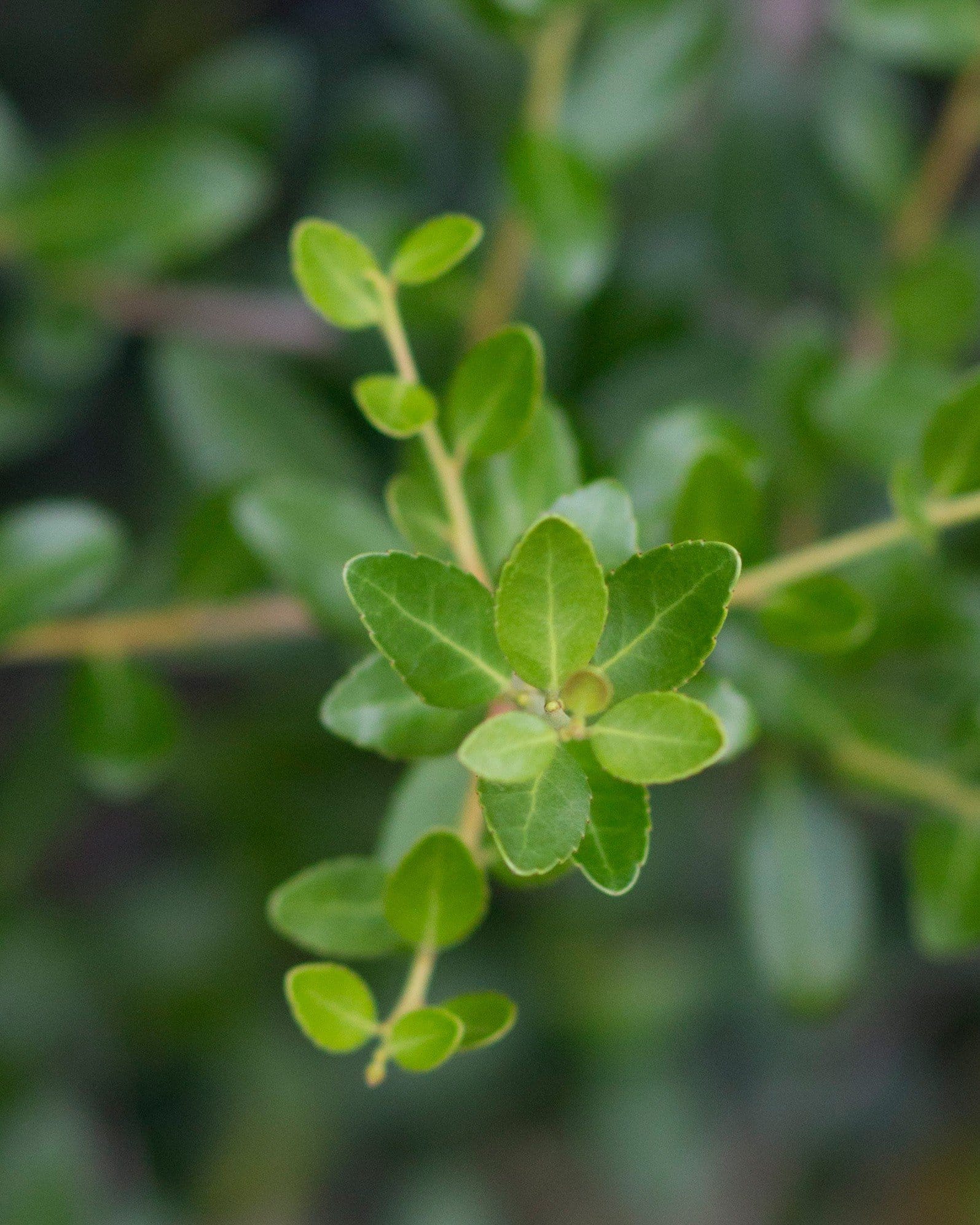 Yaupon Holly Skyward - view 2