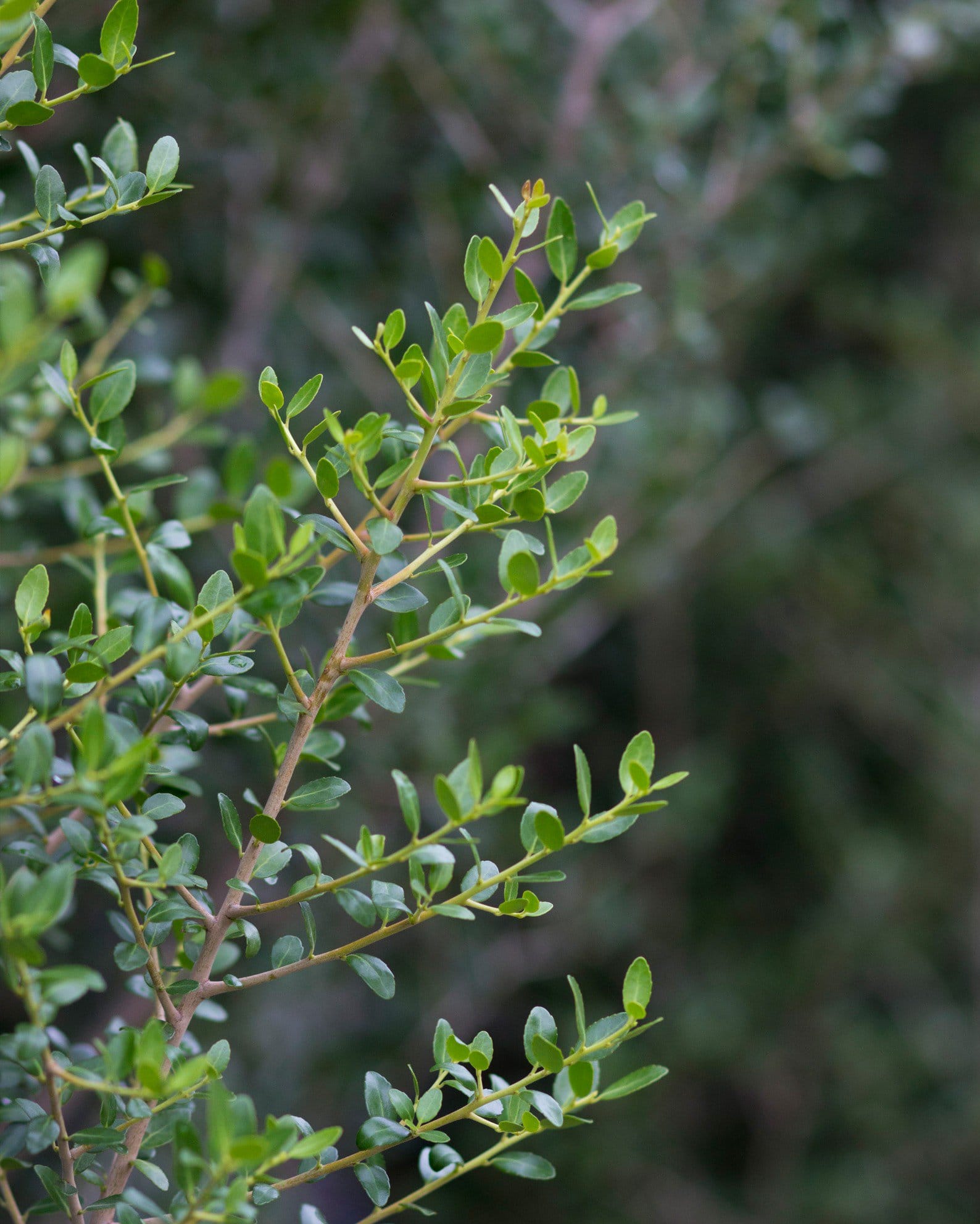 Yaupon Holly Skyward - view 3