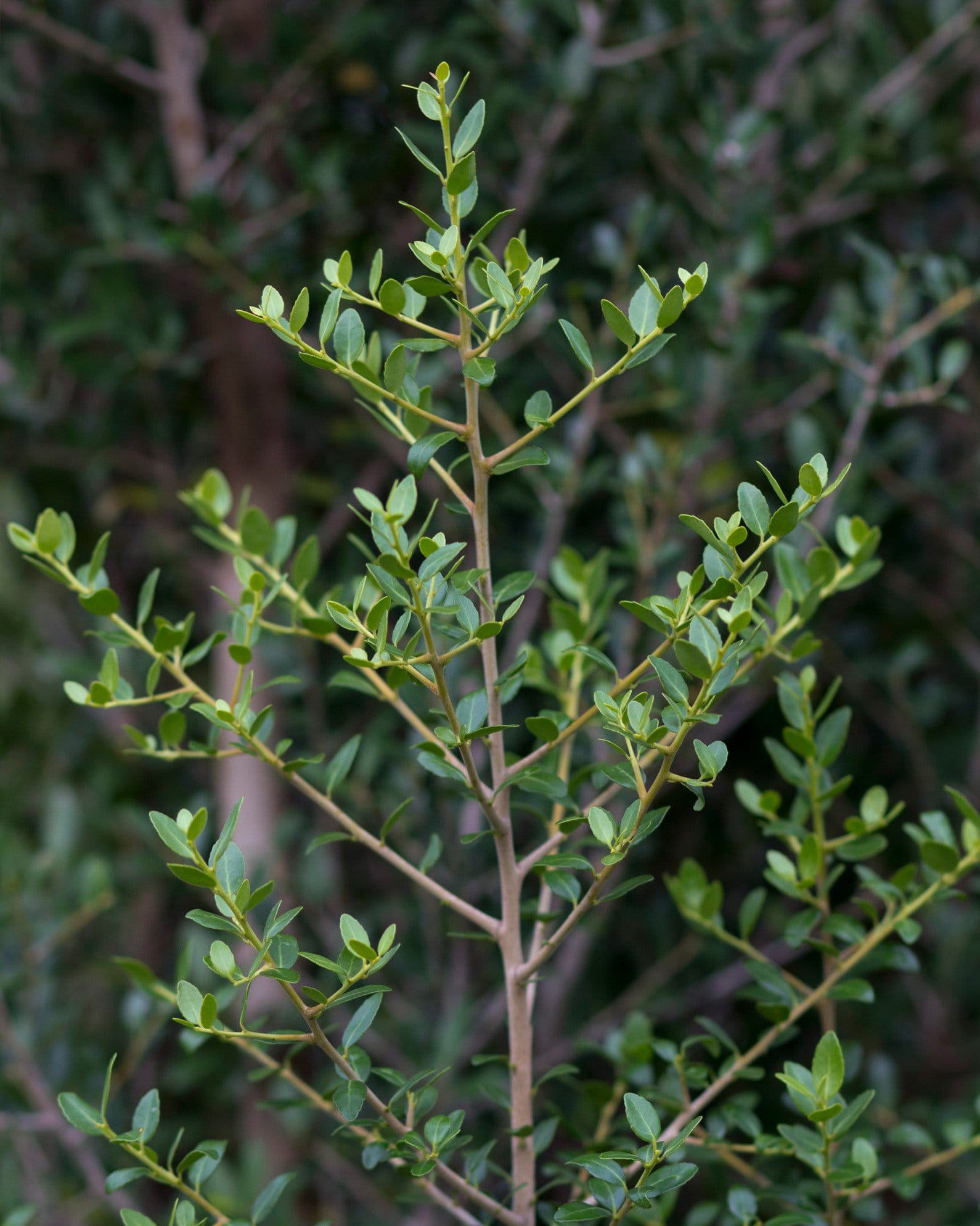 Yaupon Holly Skyward - view 4