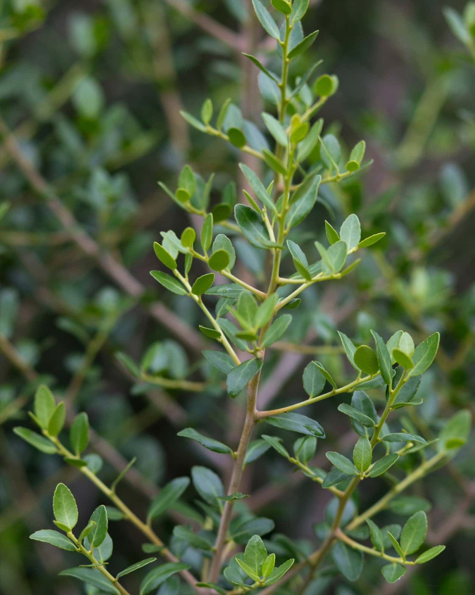 Yaupon Holly Skyward - Image 4