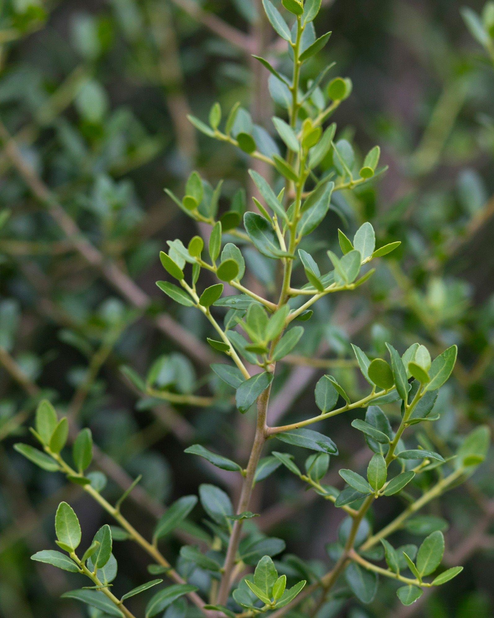 Yaupon Holly Skyward - view 5