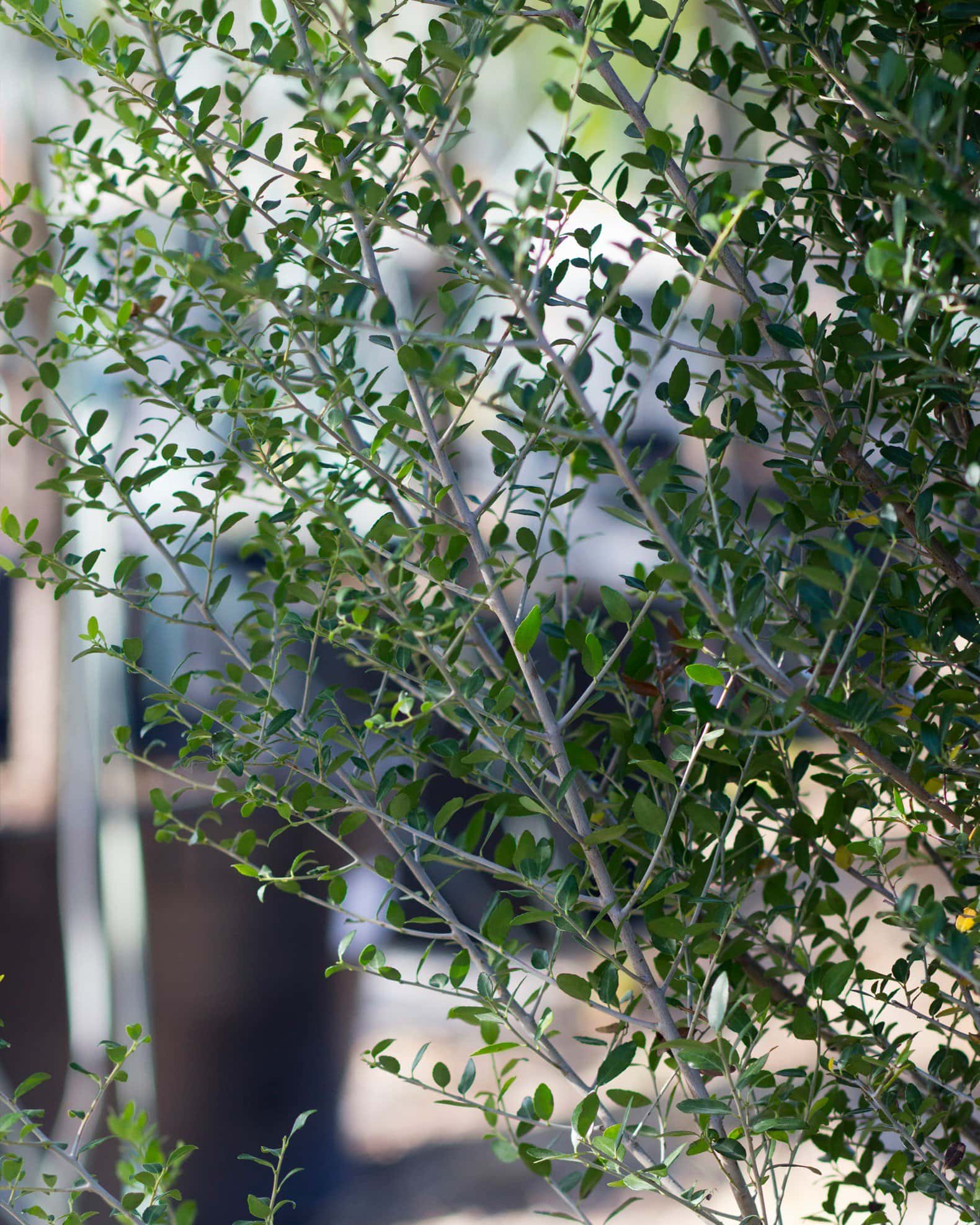 Yaupon Holly Skyward - Image 6