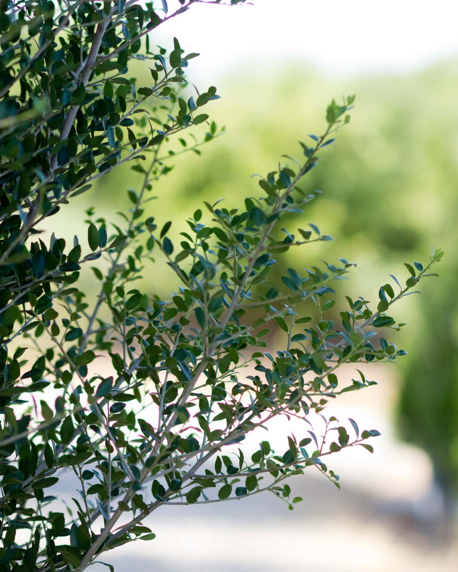 Yaupon Holly Skyward - Image 7