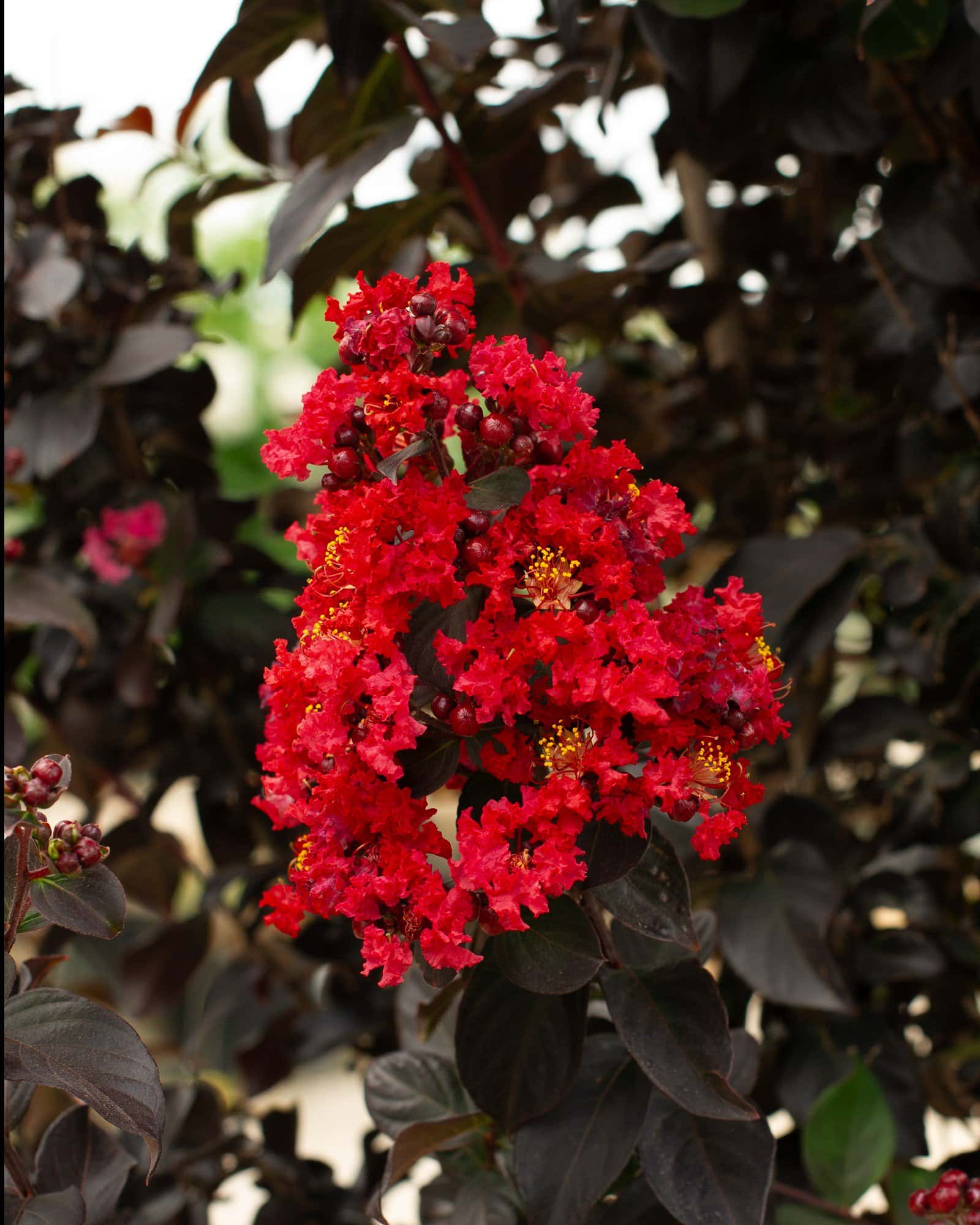 Ruby Crape Myrtle - Main Image
