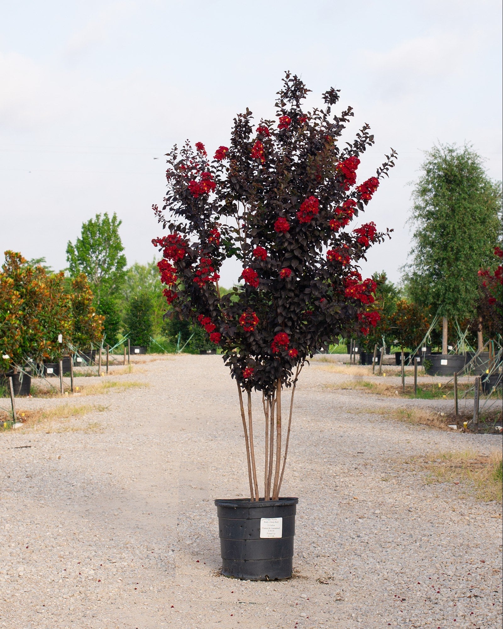 Ruby Crape Myrtle - Image 2