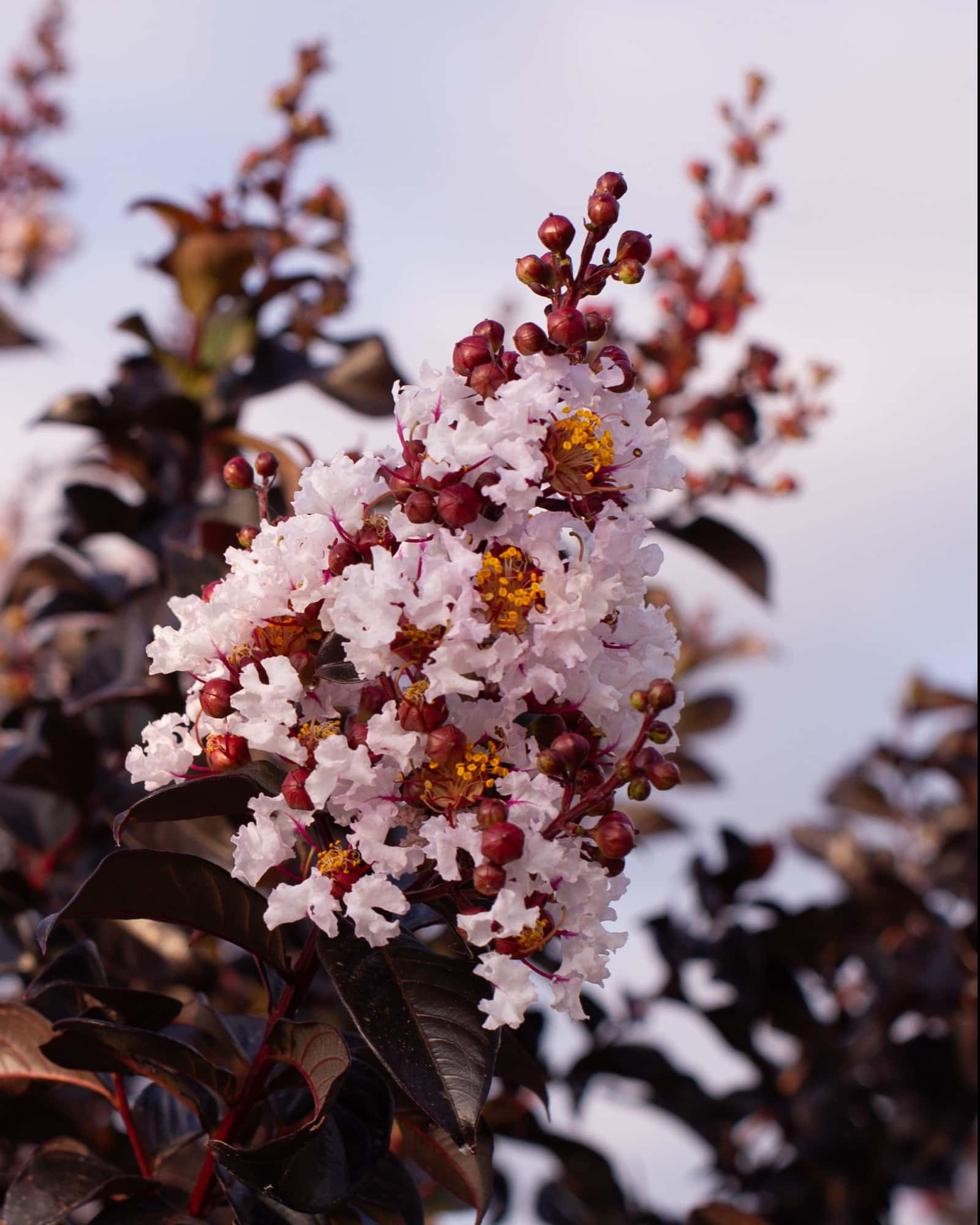 White Flash Crape Myrtle - Main Image