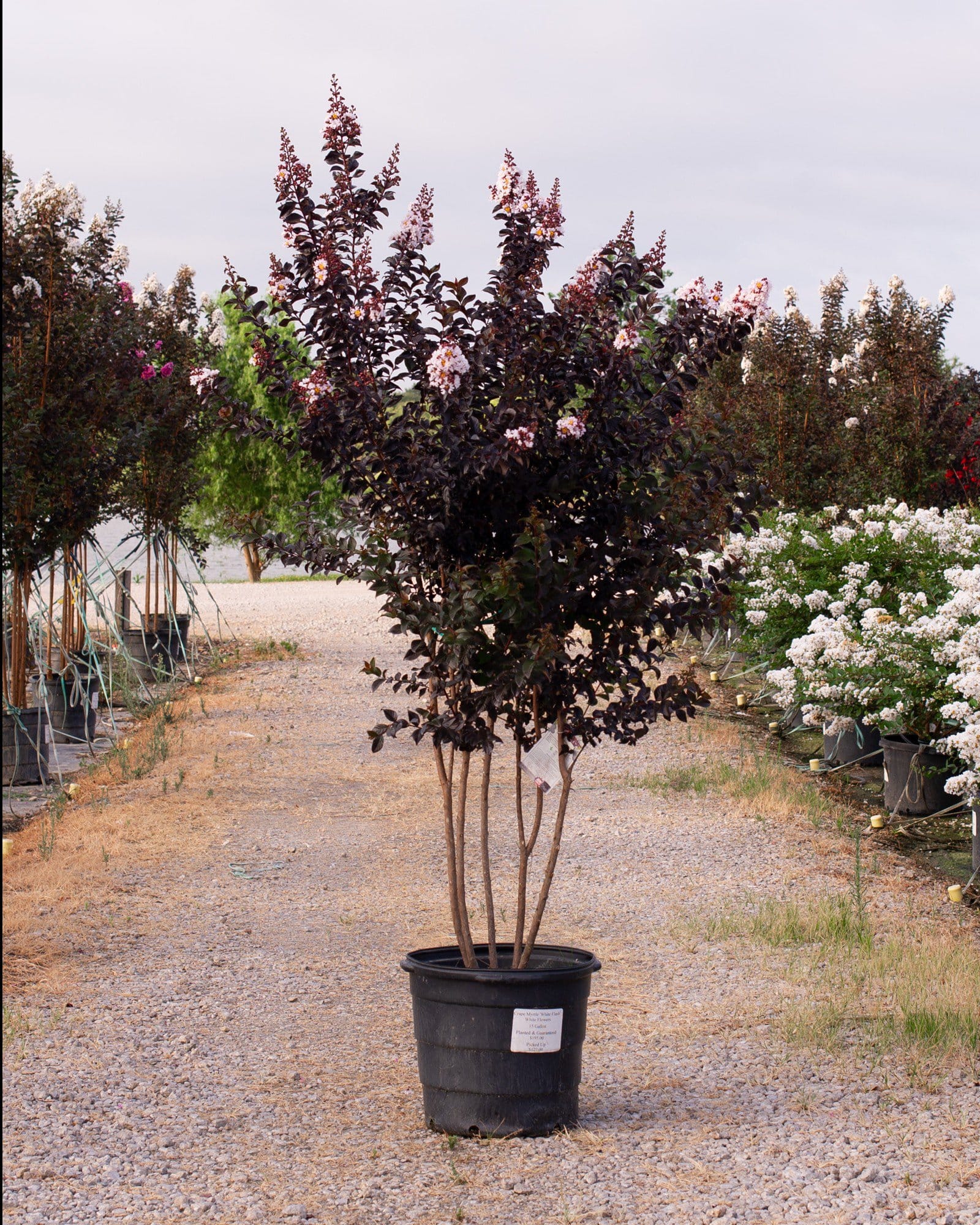 White Flash Crape Myrtle - view 4
