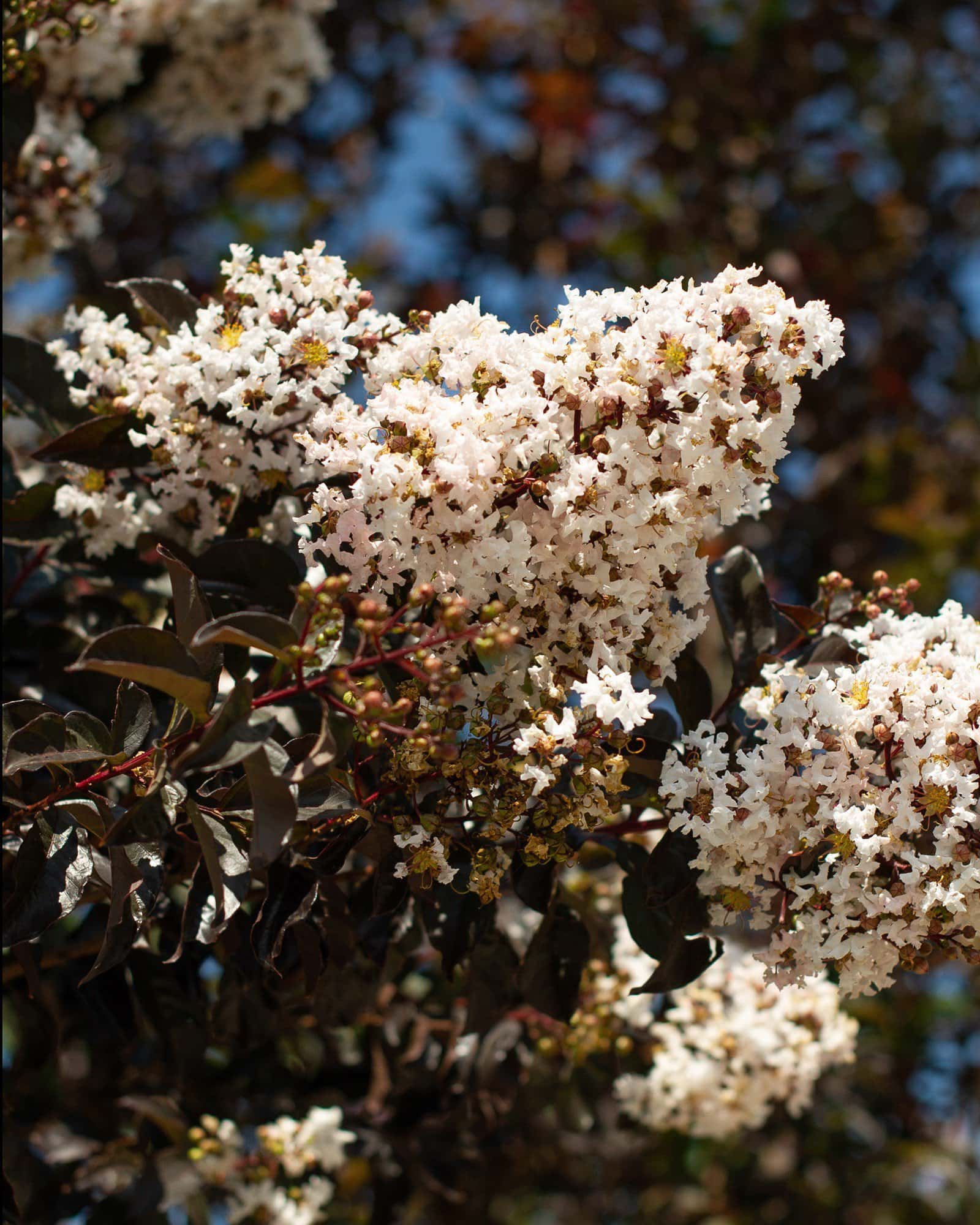 White Lightning Crape Myrtle - Main Image