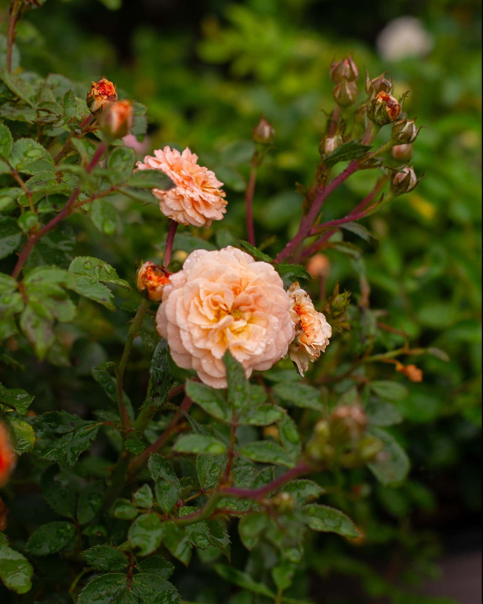 Apricot Drift Rose - Main Image