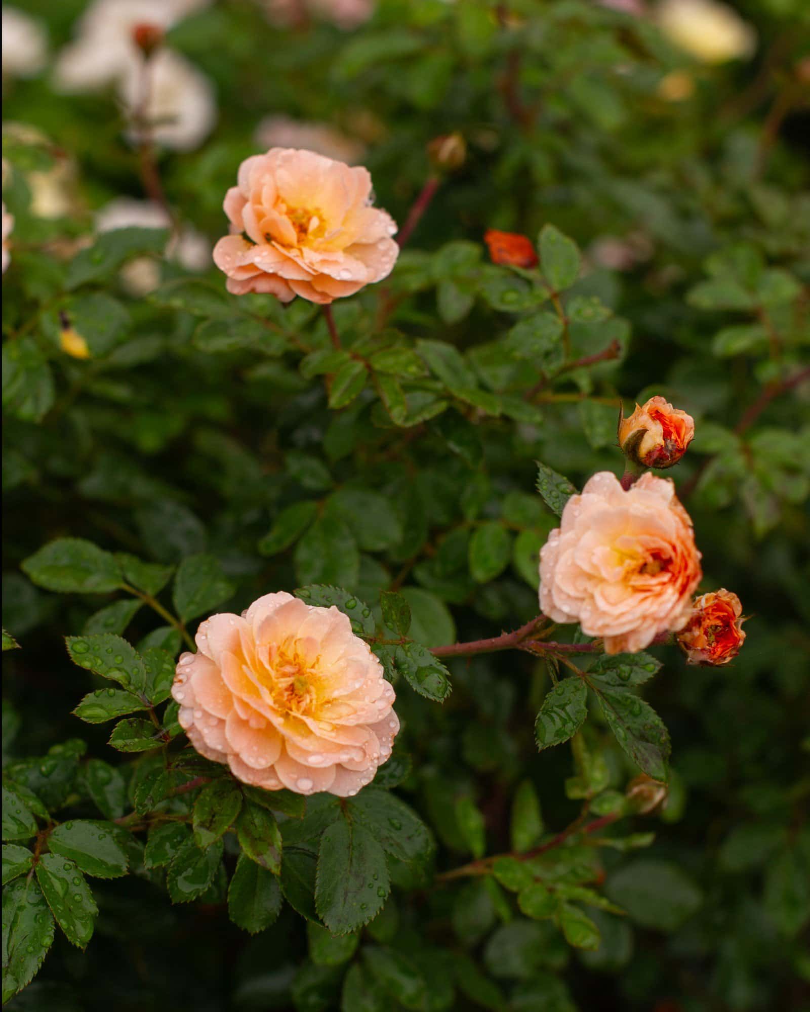 Apricot Drift Rose - Image 5