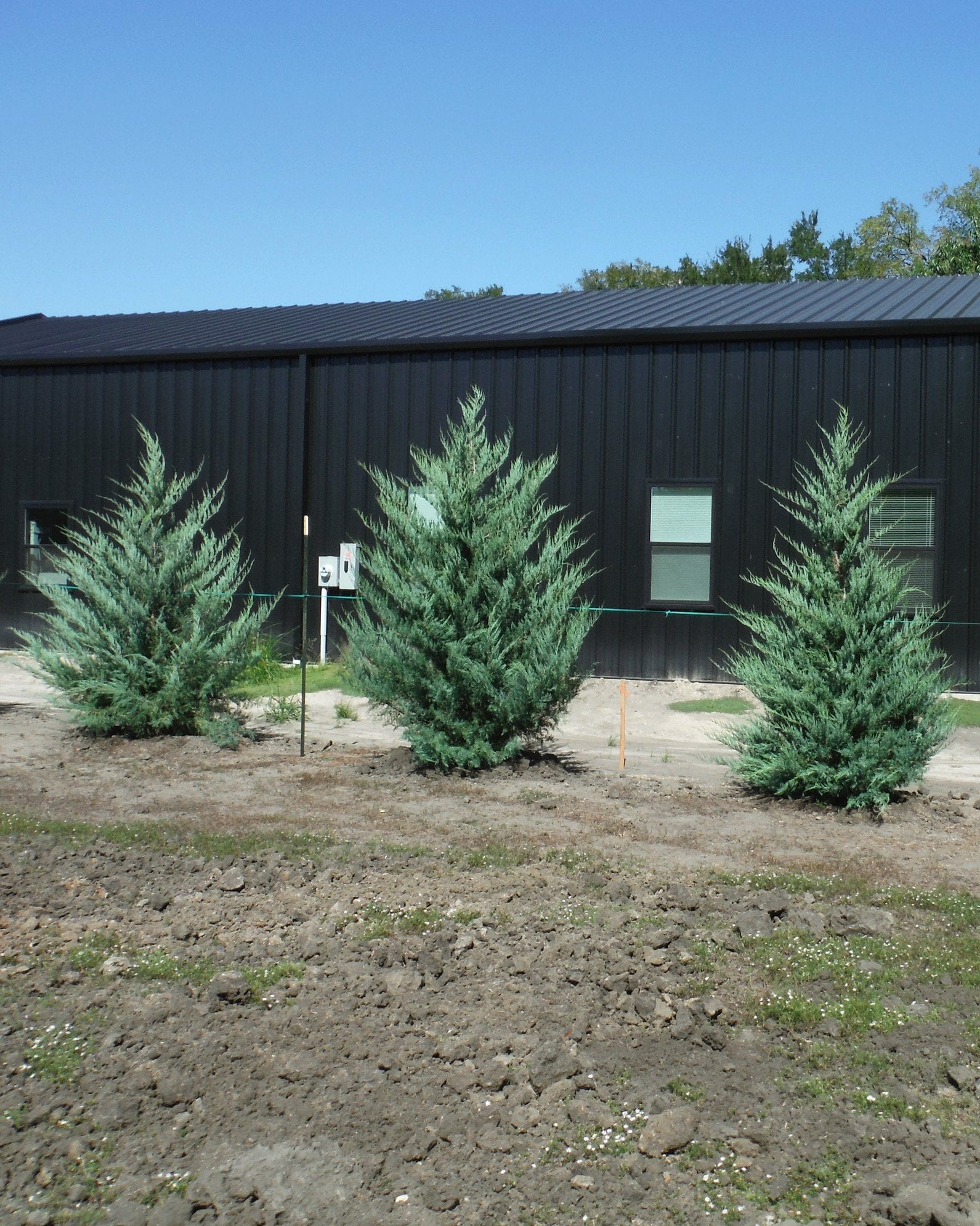 Eastern Red Cedar Burkii - Image 1