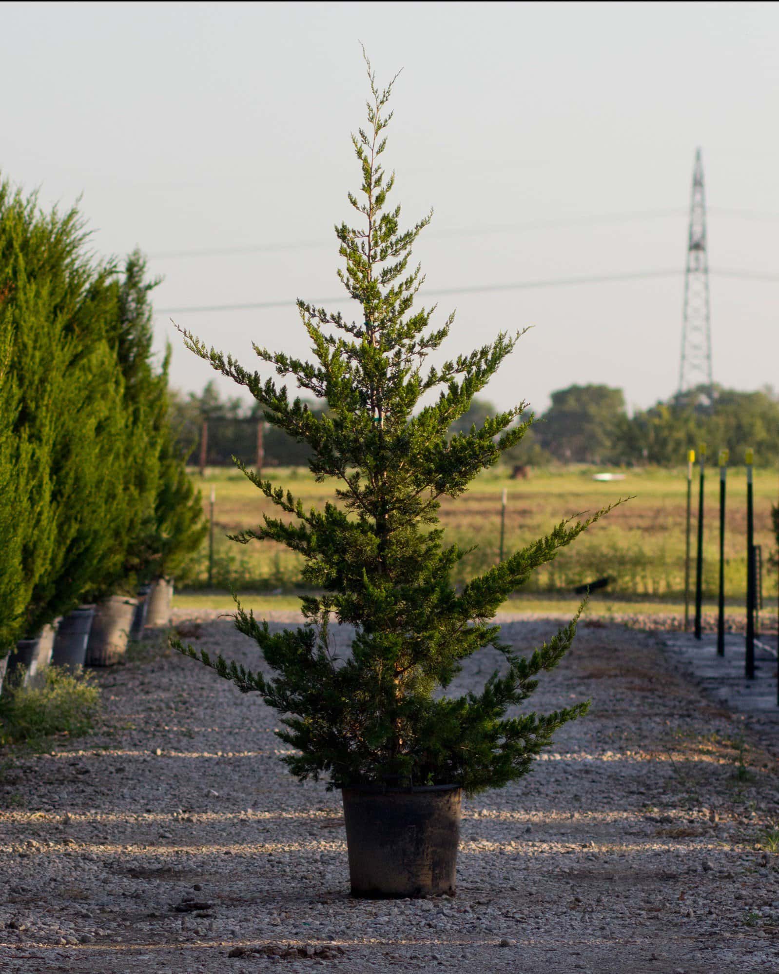 Eastern Red Cedar Canaertii - Main Image