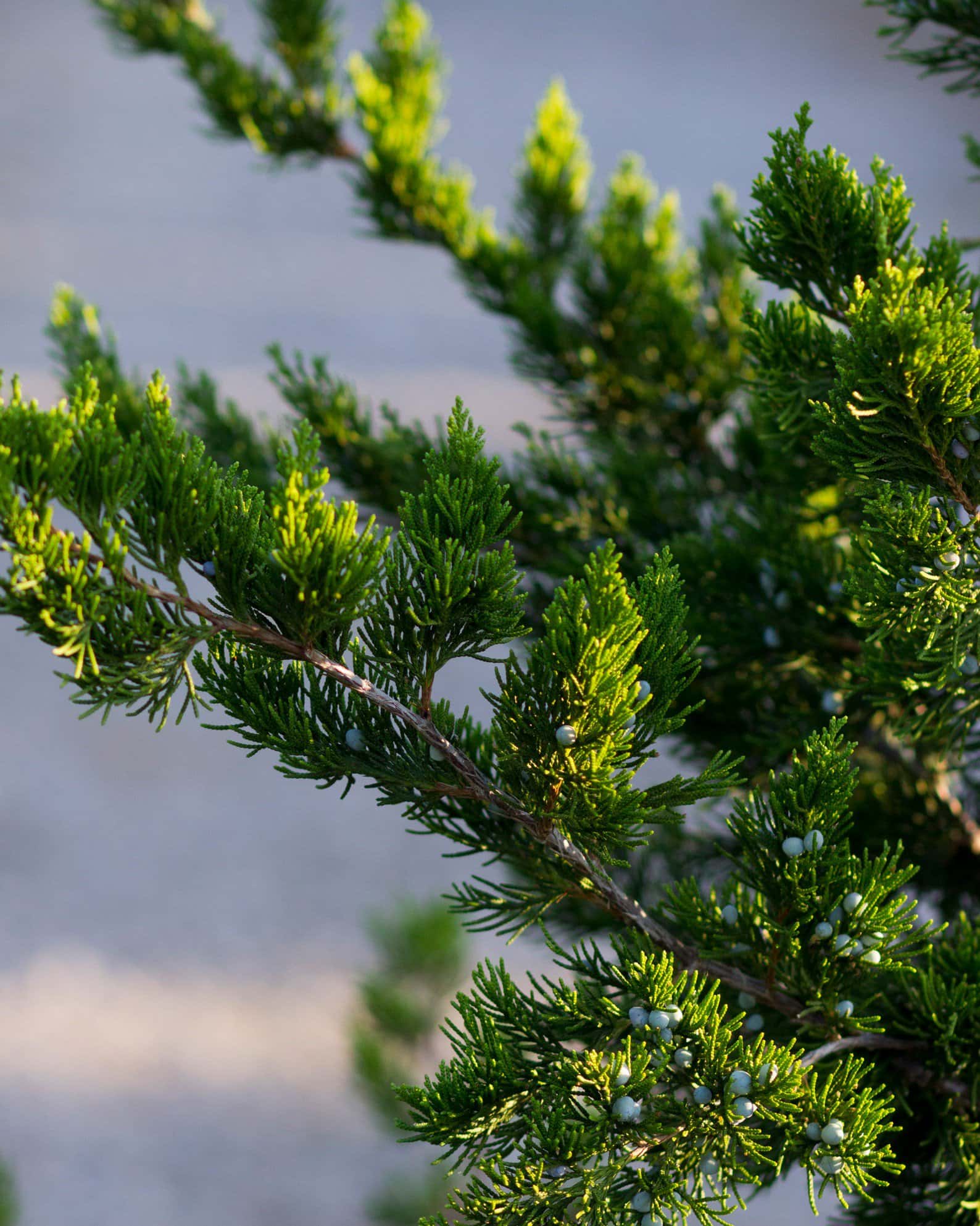Eastern Red Cedar Canaertii - Image 3