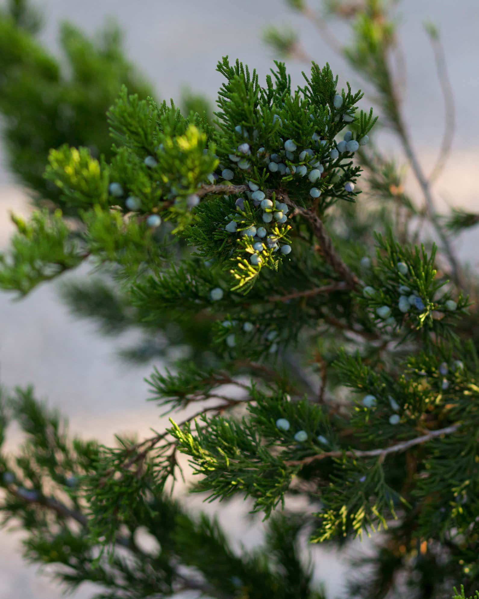 Eastern Red Cedar Canaertii - Image 6