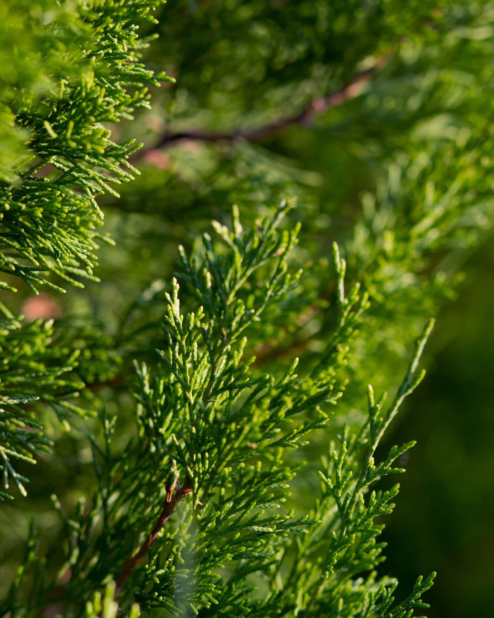 Eastern Red Cedar Emerald Feather - Image 1