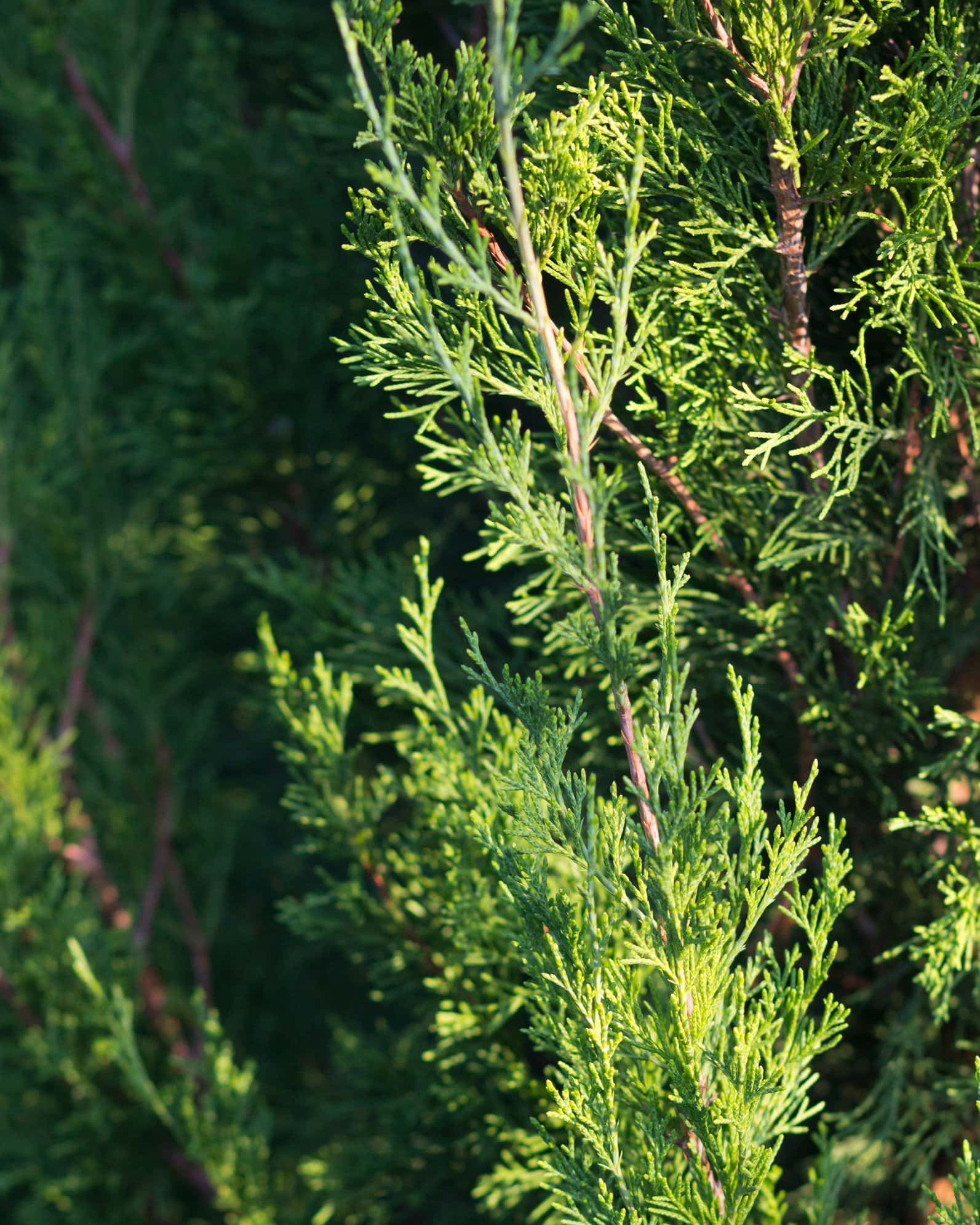 Eastern Red Cedar Emerald Feather - Image 2