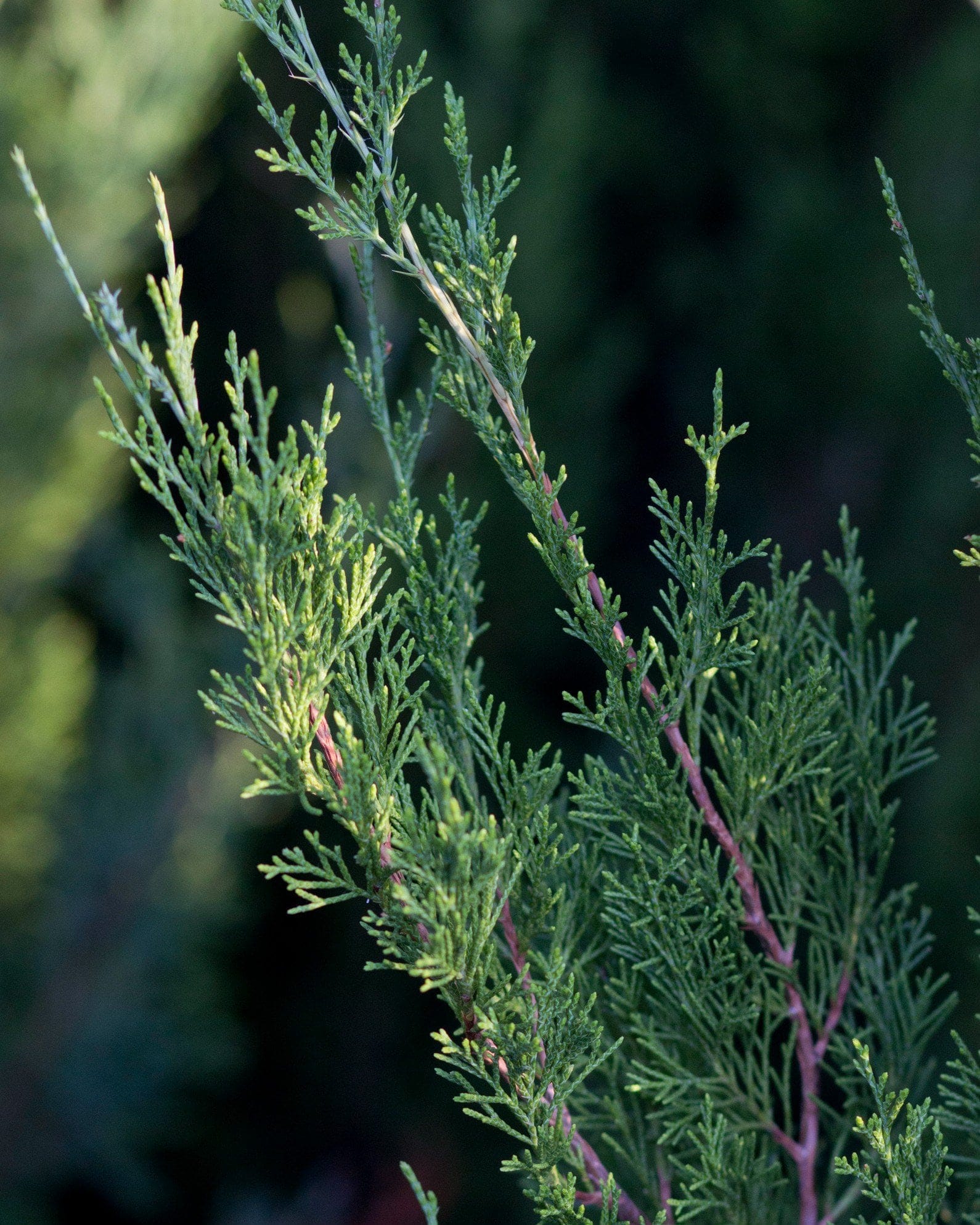 Eastern Red Cedar Emerald Feather - view 4