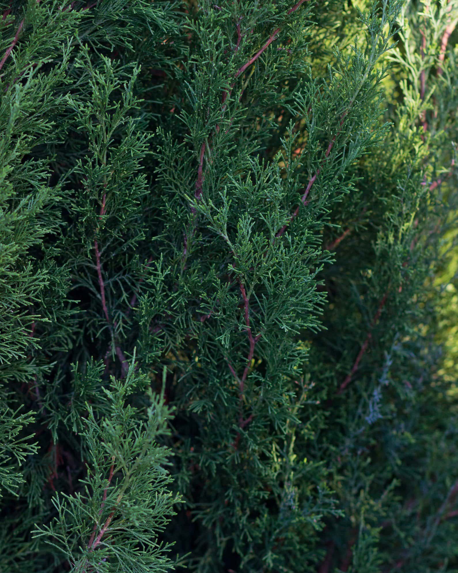 Eastern Red Cedar Emerald Feather - Image 4