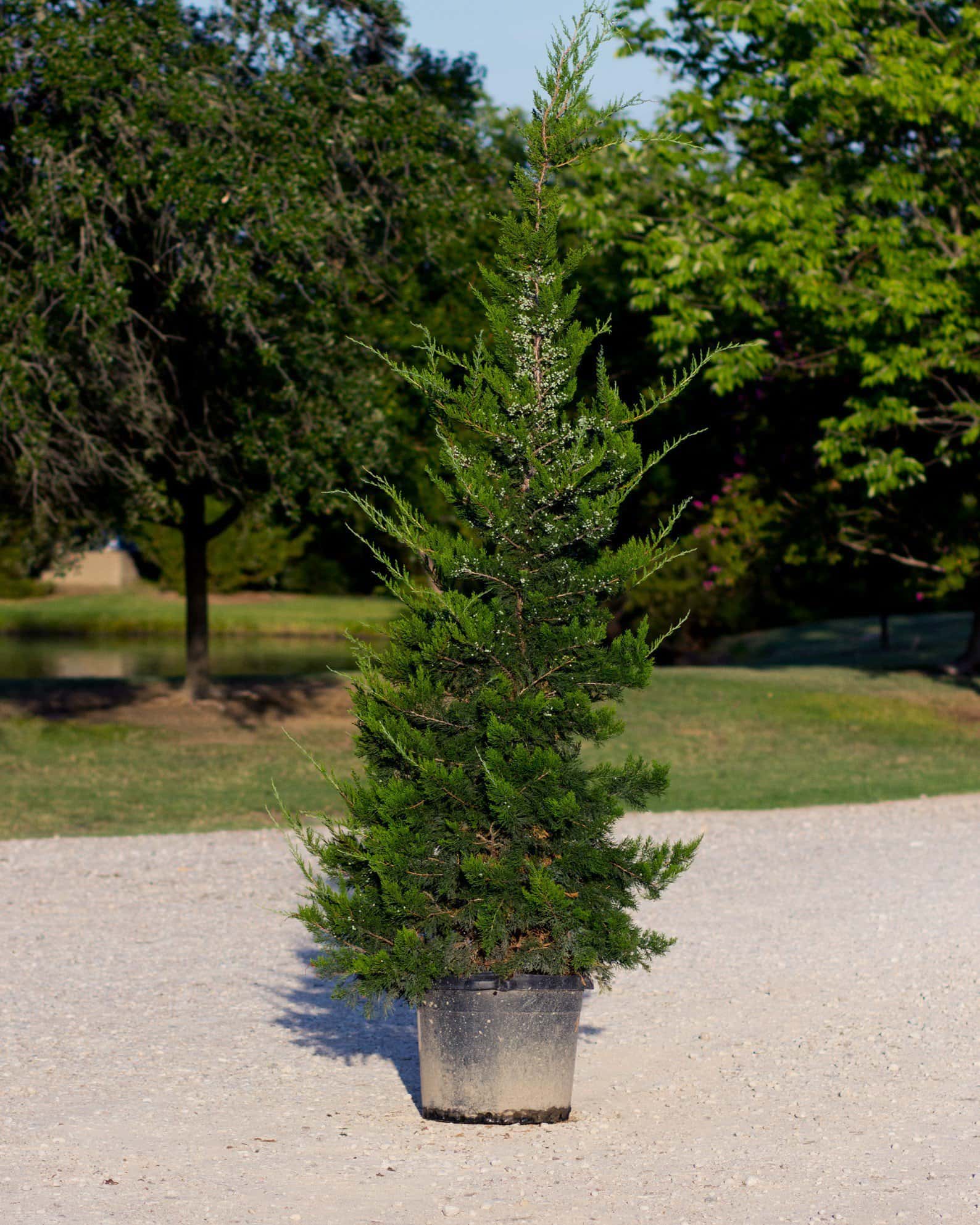 Eastern Red Cedar Emerald Sentinel - Main Image