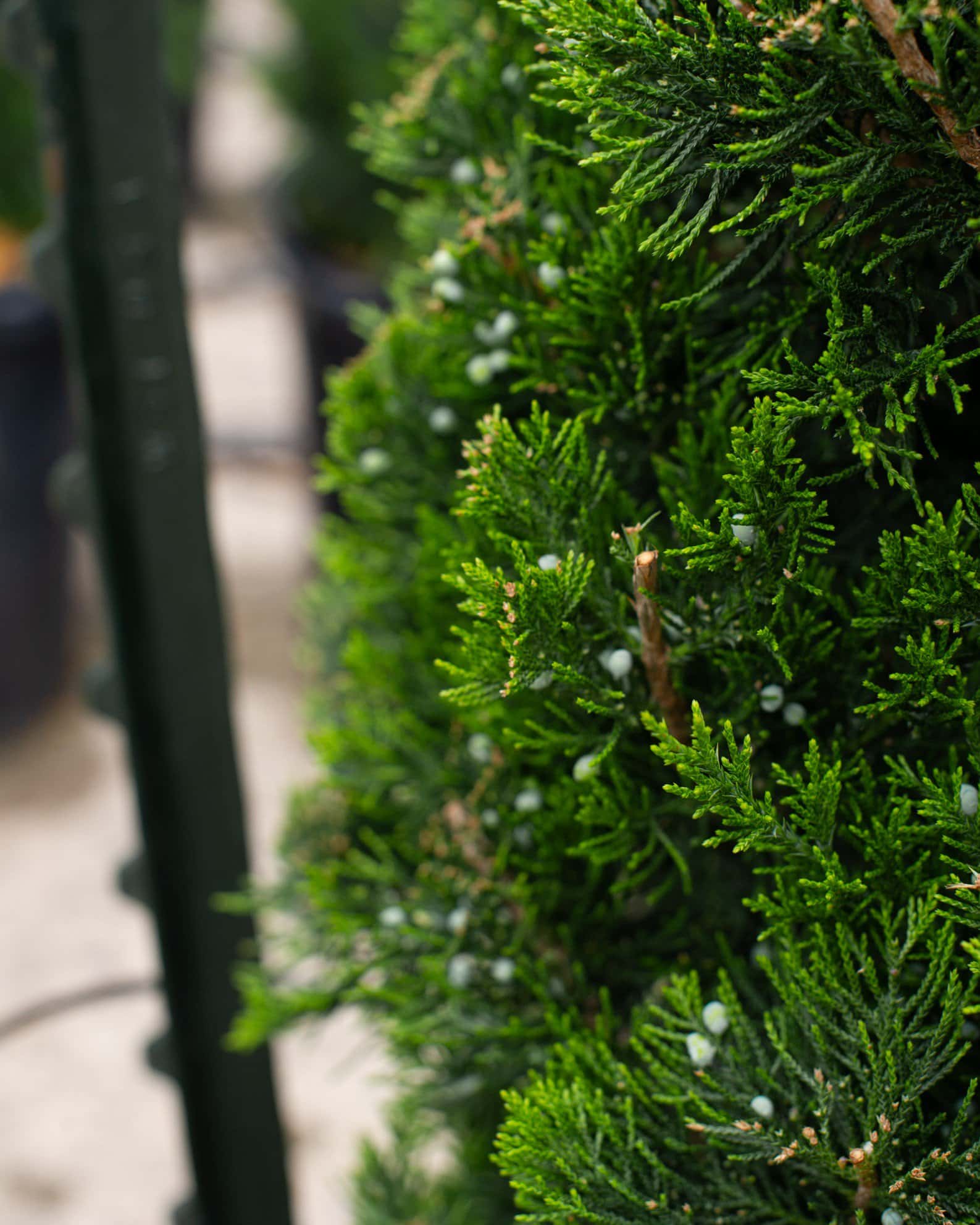 Eastern Red Cedar Emerald Sentinel - Image 1