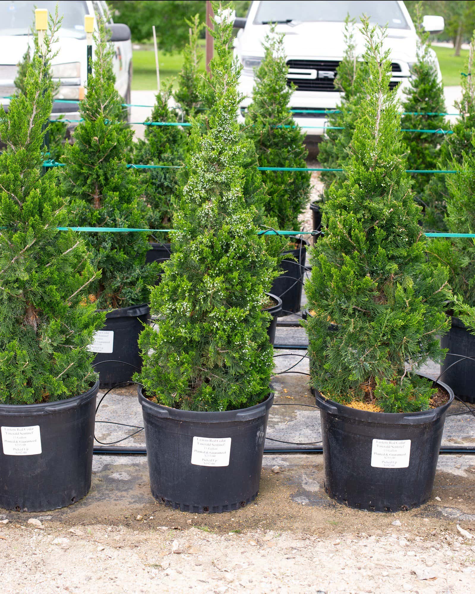 Eastern Red Cedar Emerald Sentinel - Image 3