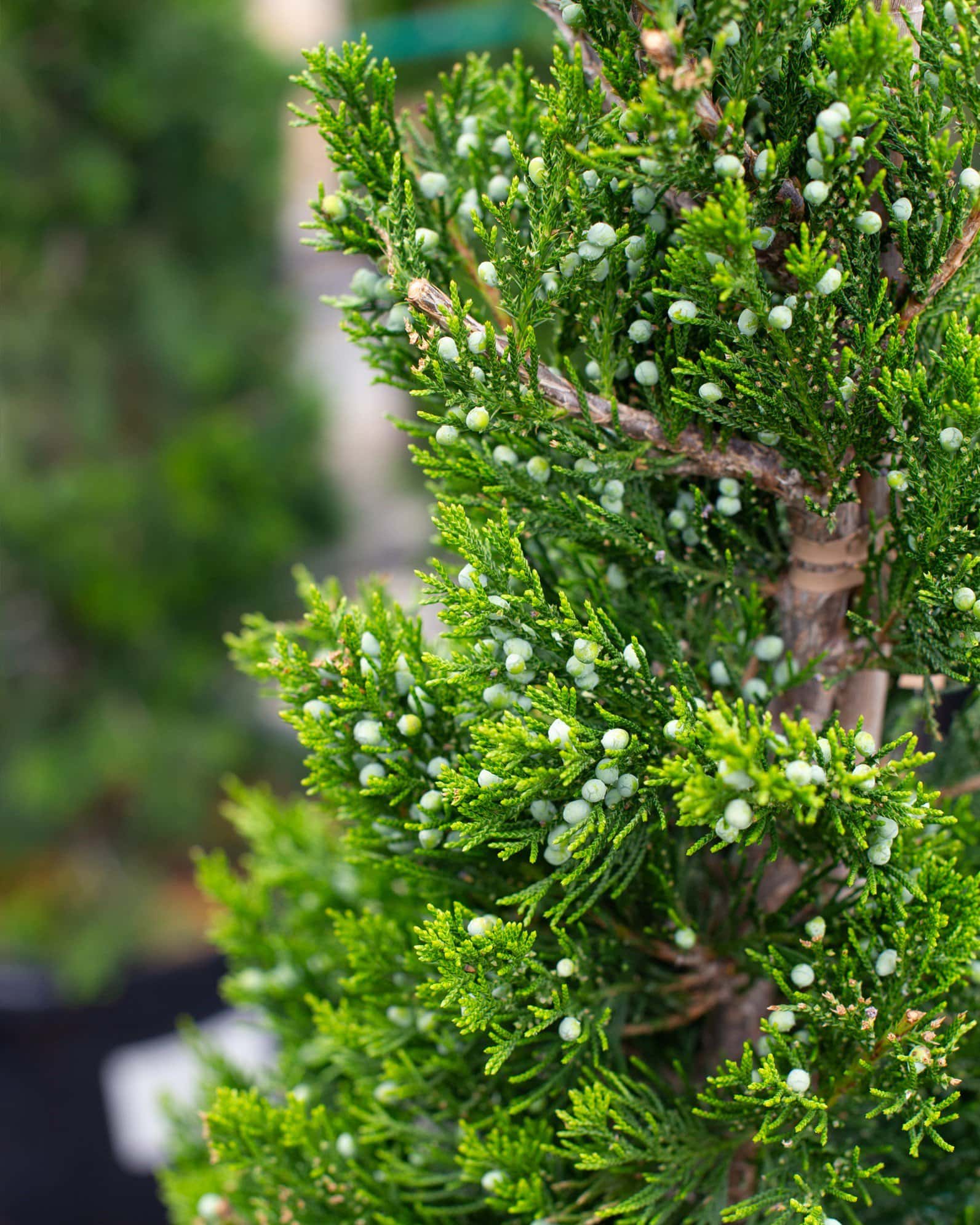 Eastern Red Cedar Emerald Sentinel - Image 4