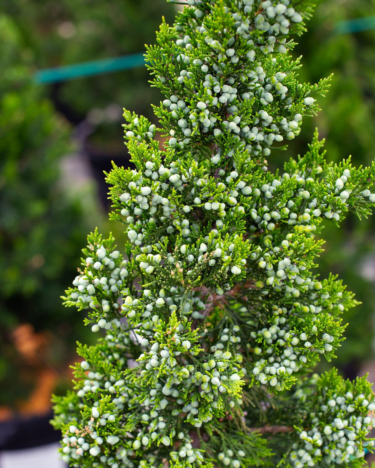 Eastern Red Cedar Emerald Sentinel - view 2