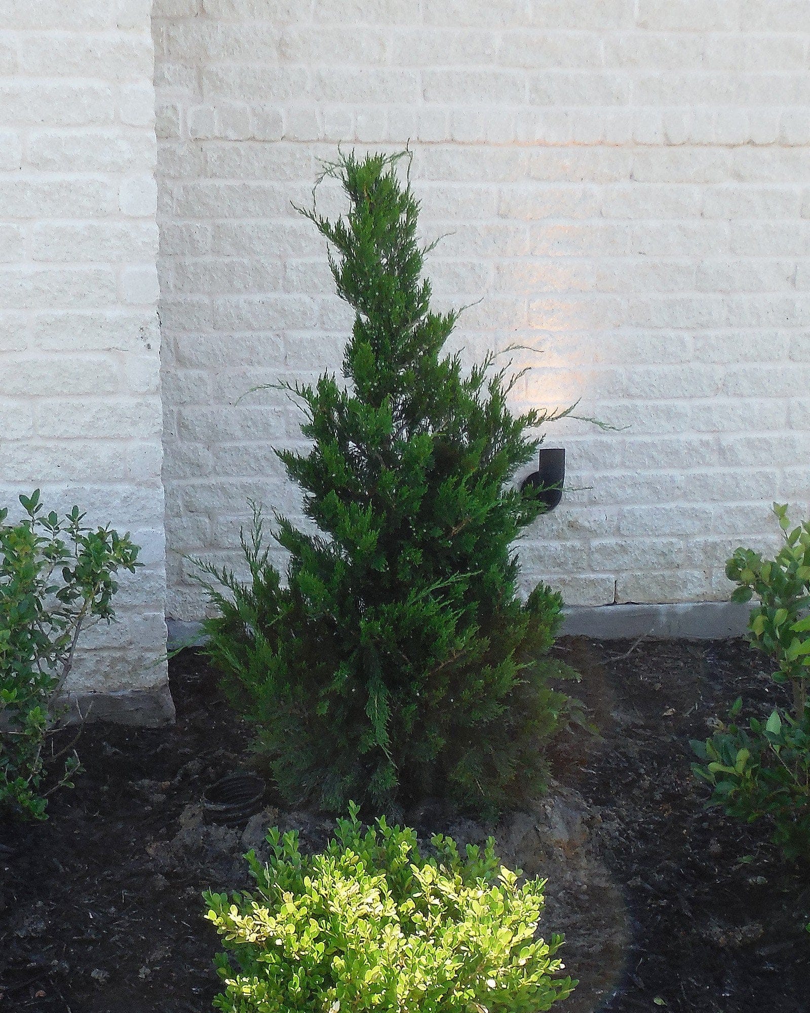 Eastern Red Cedar Emerald Sentinel - view 3