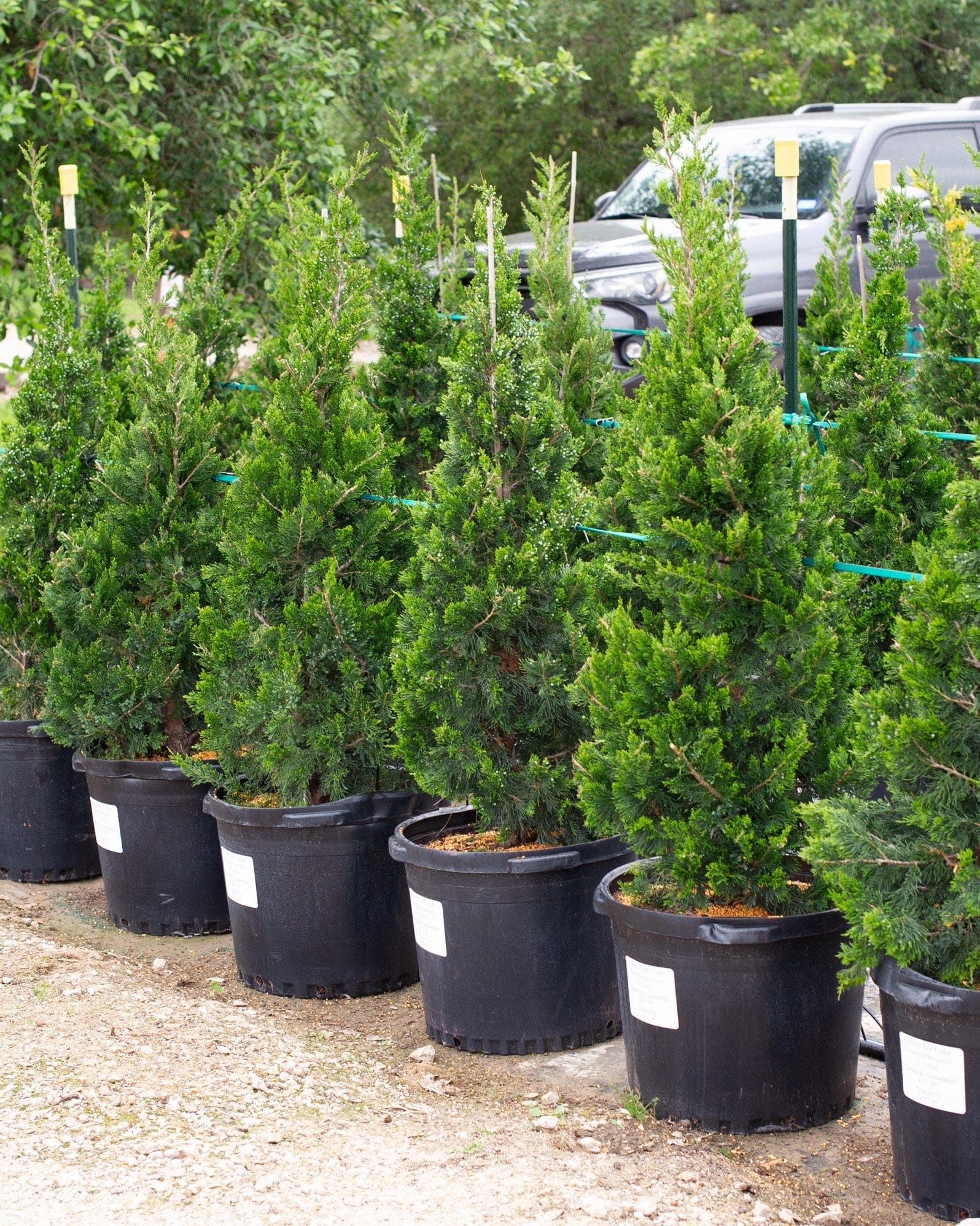 Eastern Red Cedar Emerald Sentinel - view 4