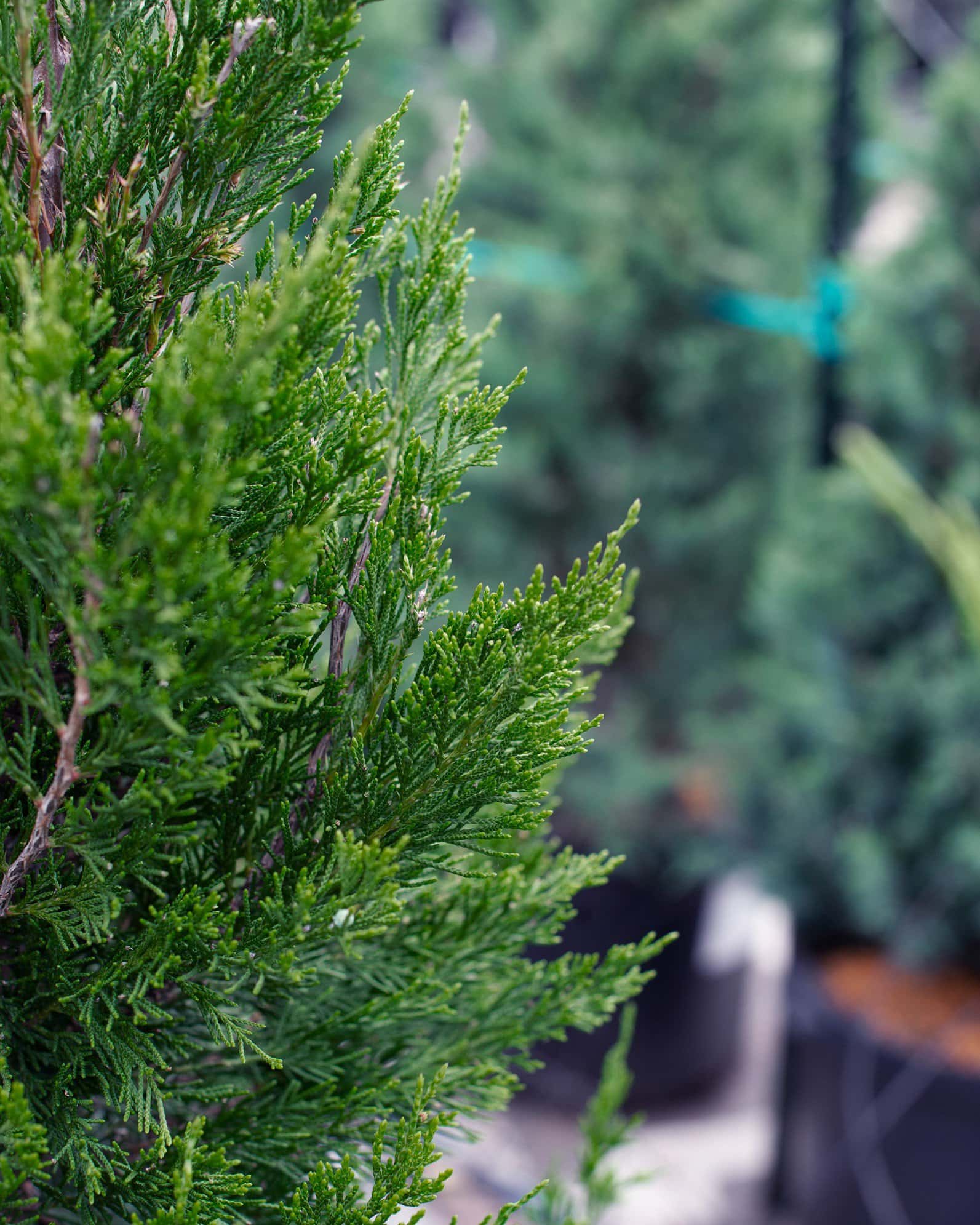 Eastern Red Cedar Hillspire - Image 1